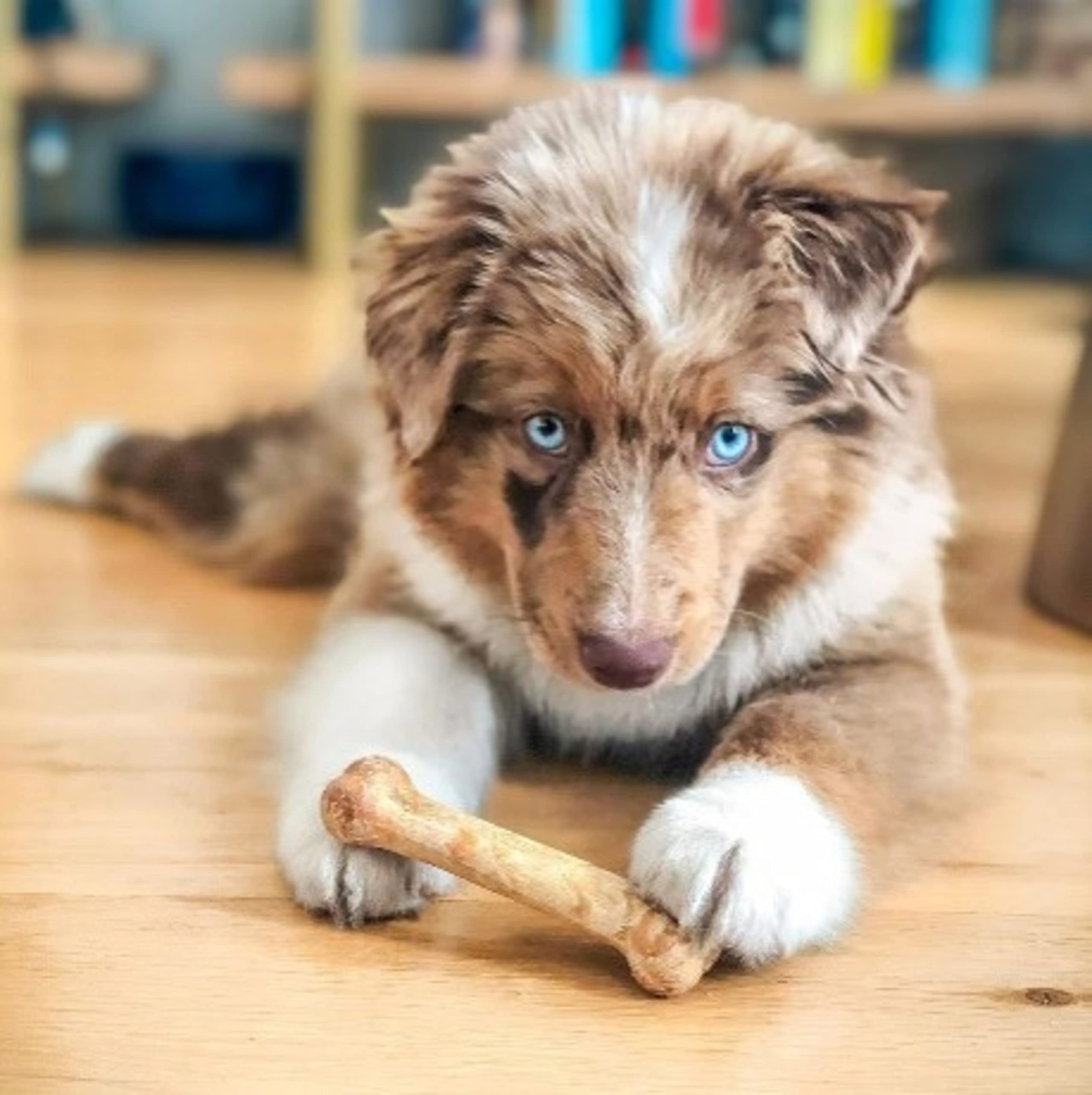 Nylabone Healthy Edibles variety pack dog chews adds flavor variety.