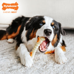 Nylabone Knuckle Bone Pop-In Treat Toy treat grippers demo with secure inserts