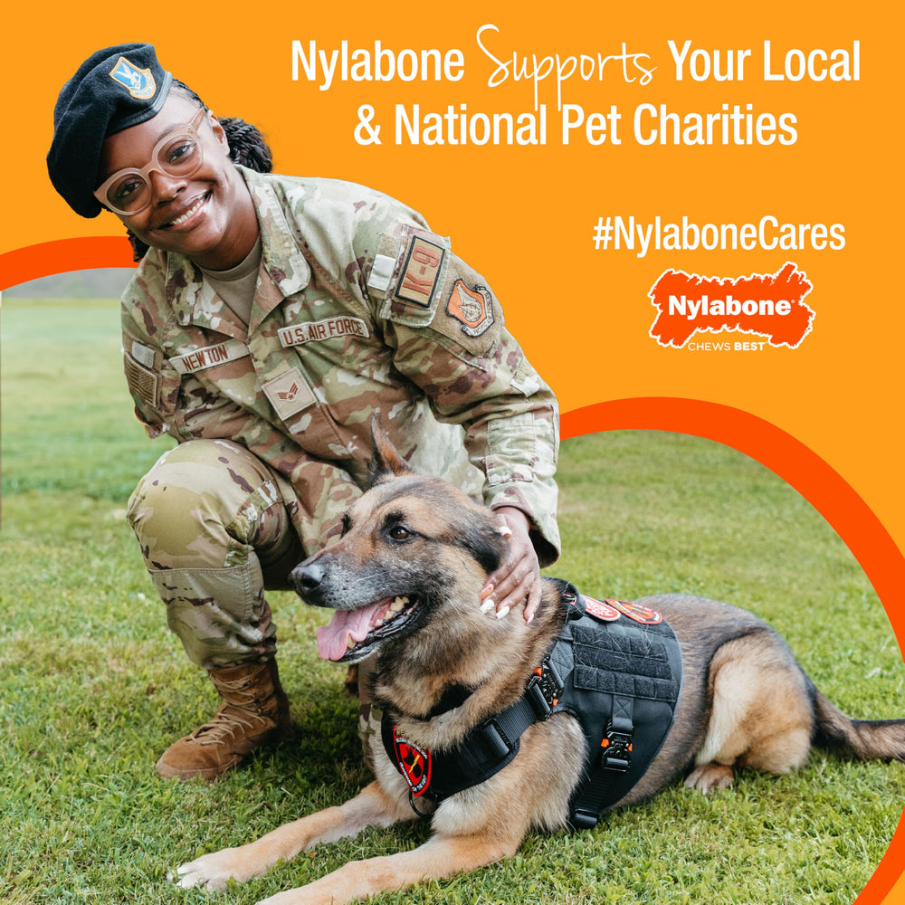 Nylabone long-lasting chew scene illustrates extended playtime and focus.
