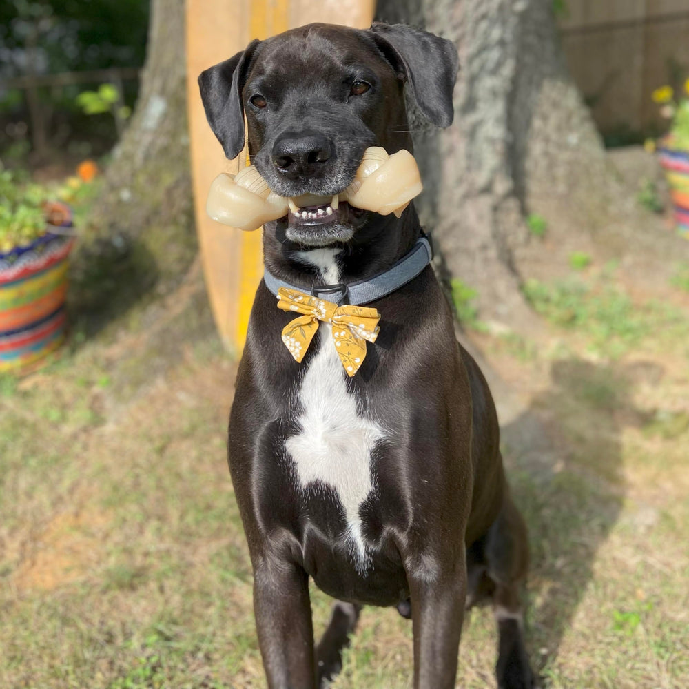 Nylabone Mega Knot Bone oversized for dogs over 50 pounds, ideal for big chewers.
