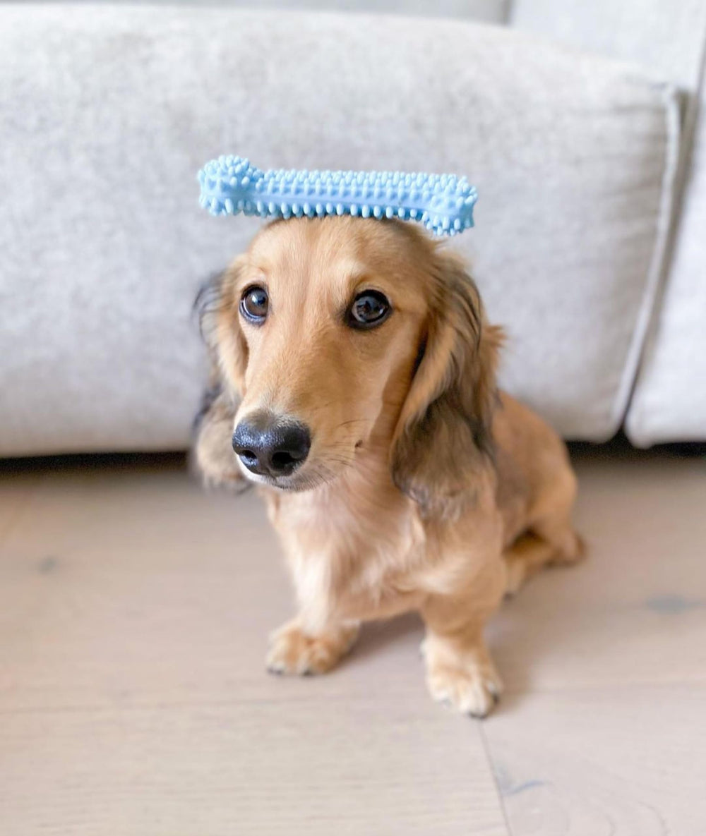 Nylabone New Puppy Starter Kit bacon-flavored treat delivers long-lasting chew for puppies.