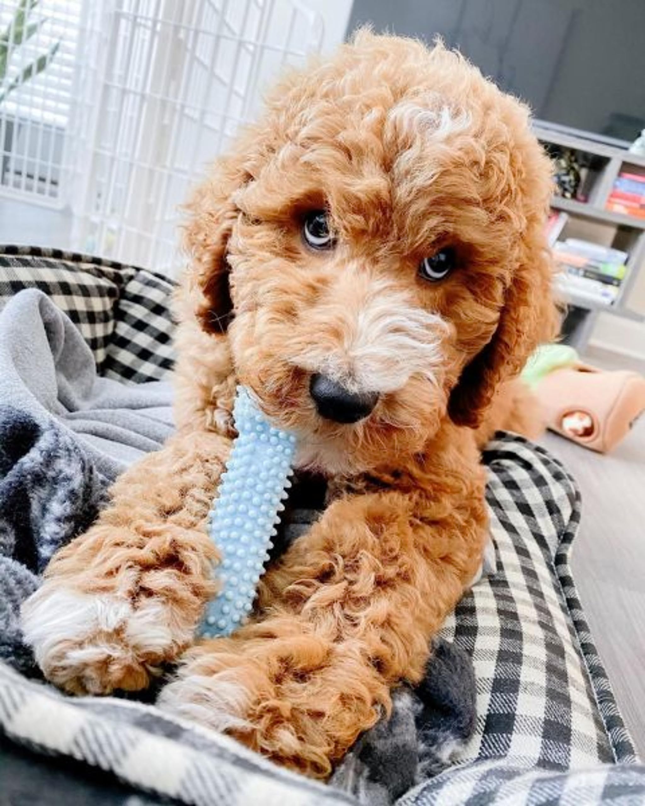 Nylabone New Puppy Starter Kit small-puppy pack for puppies up to 25 lbs.