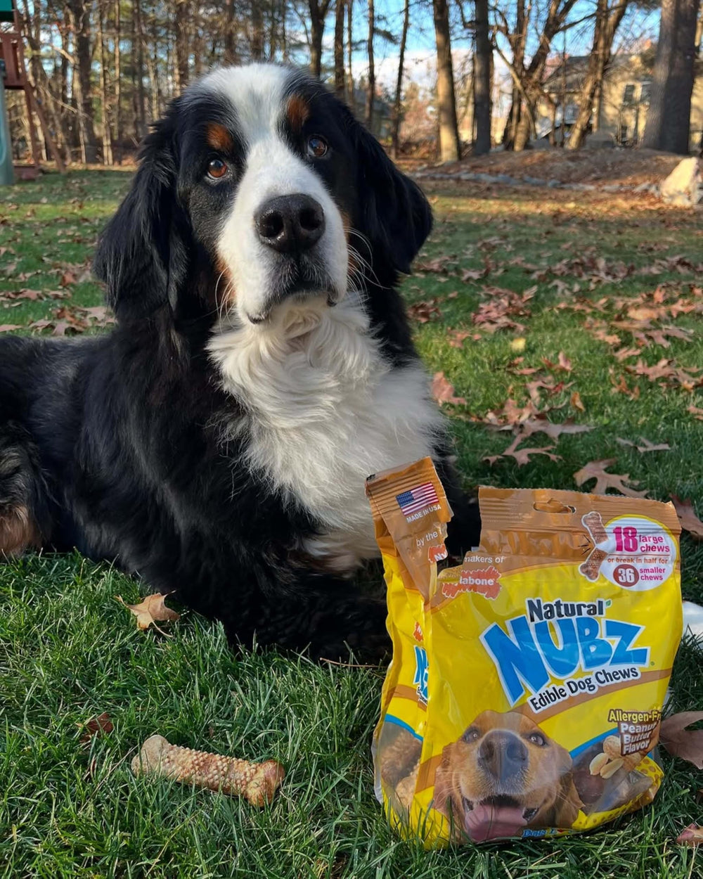 Nylabone Nubz long-lasting chews offer extended engagement for strong chewers.