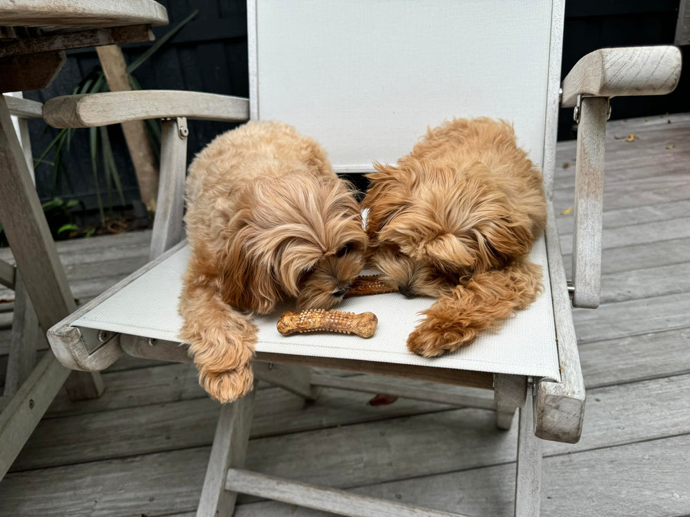 Nylabone Nubz long-lasting engagement illustrates extended enjoyment during play and chew sessions.
