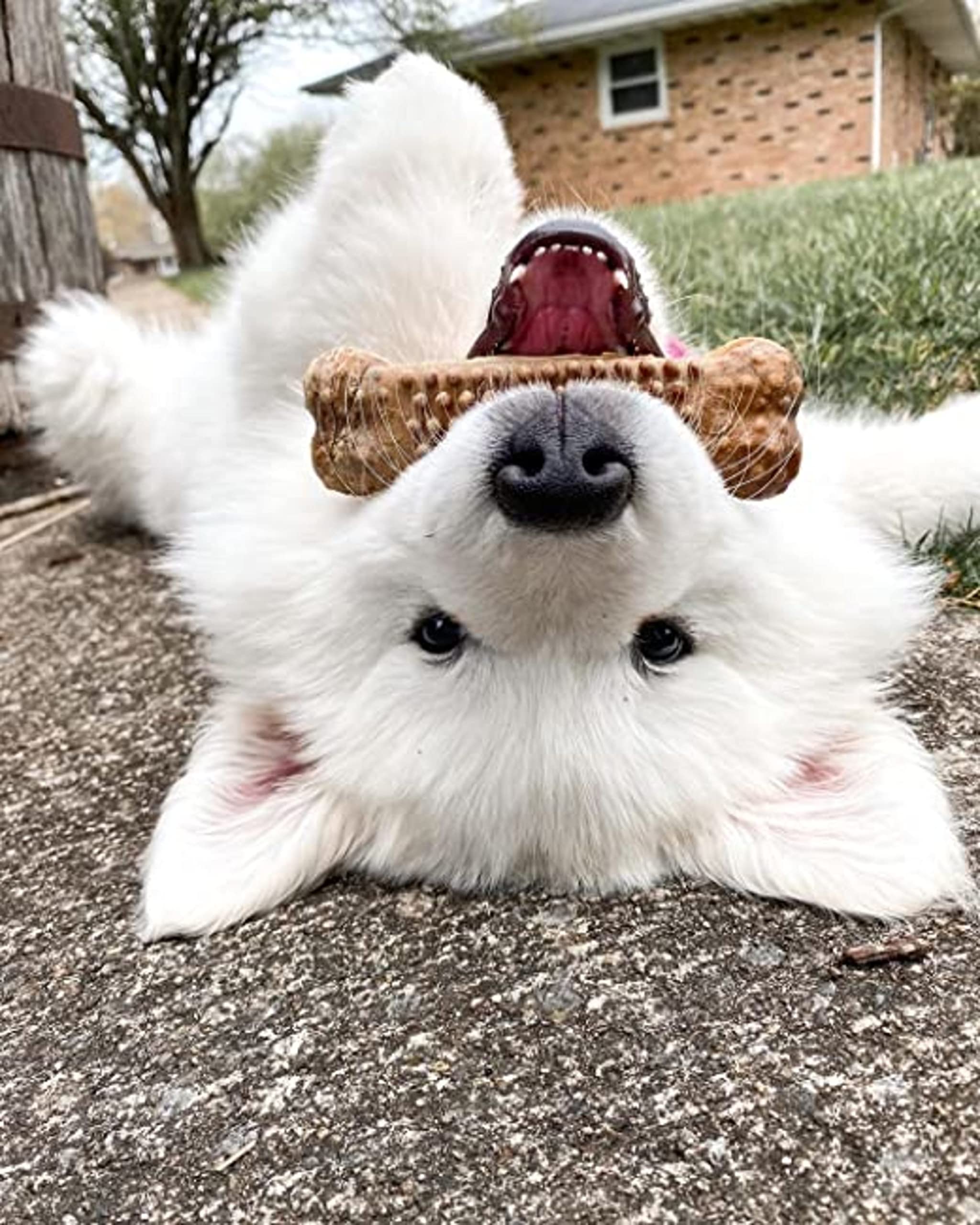 Nylabone Nubz USA-made natural formula chews with safe ingredients.