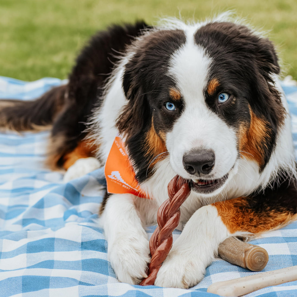 Nylabone orange-white textured bone enhances play while helping clean teeth.