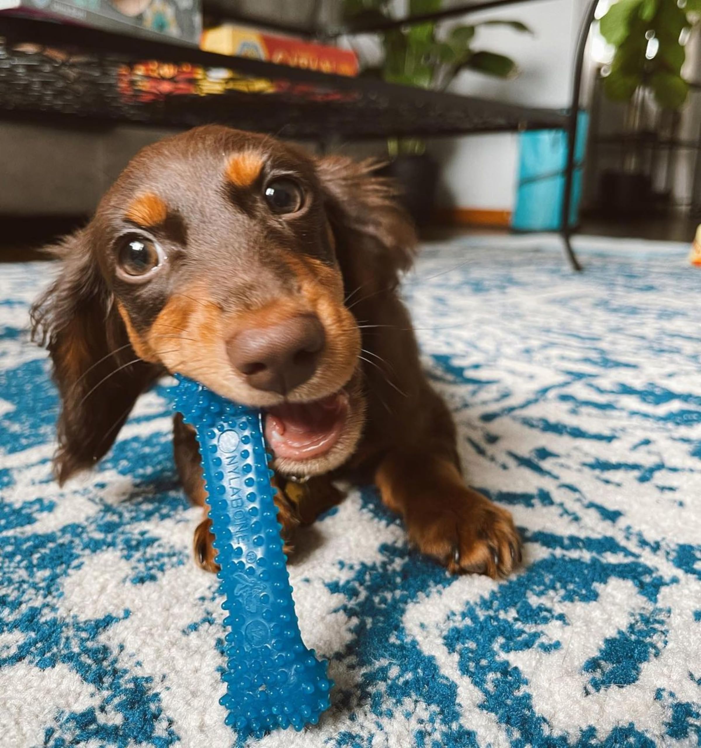 Textured surface of Nylabone Flexi Chew bone with ridges for chewing variety