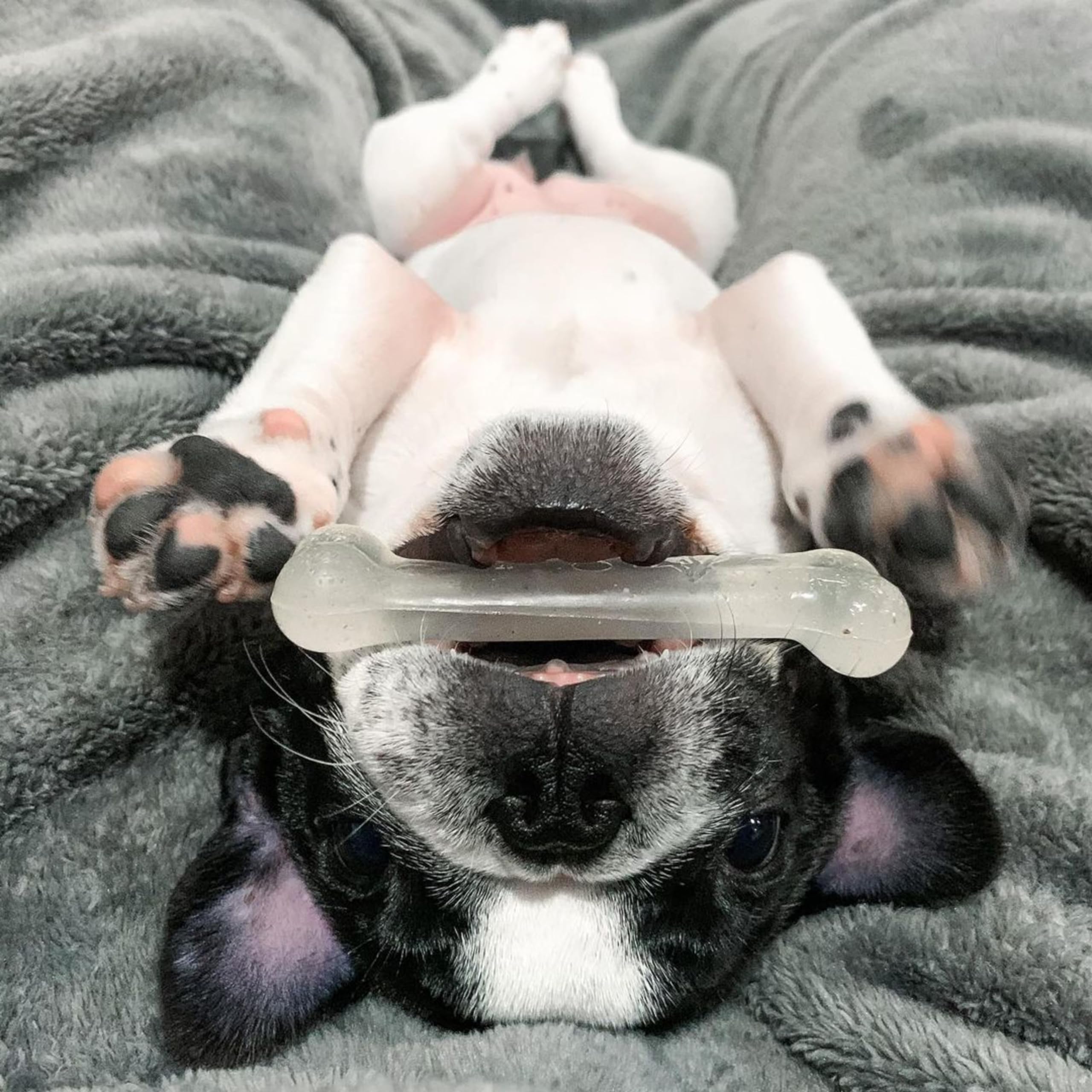 Nylabone Flexi Chew Toy proudly made in USA with New Jersey craftsmanship.