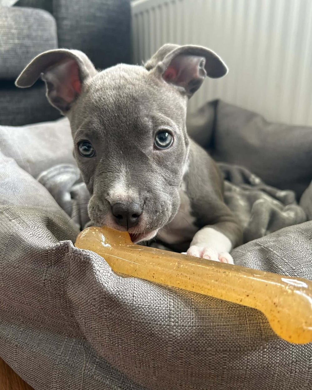 Nylabone Flexi Chew Toy designed for small dogs in use during chew session.
