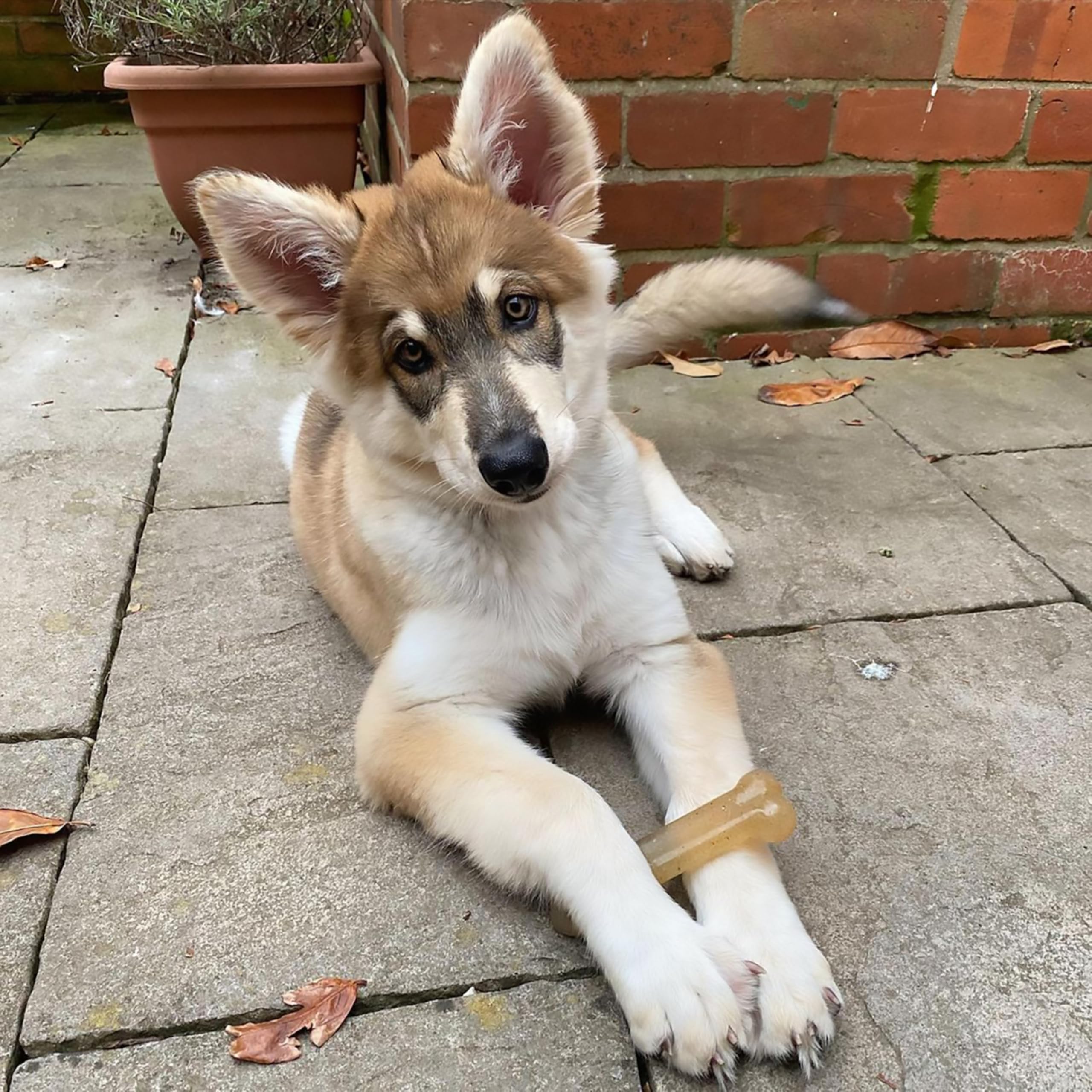 Nylabone Original Bone Flexi Toy supports dental health through sustained chewing.