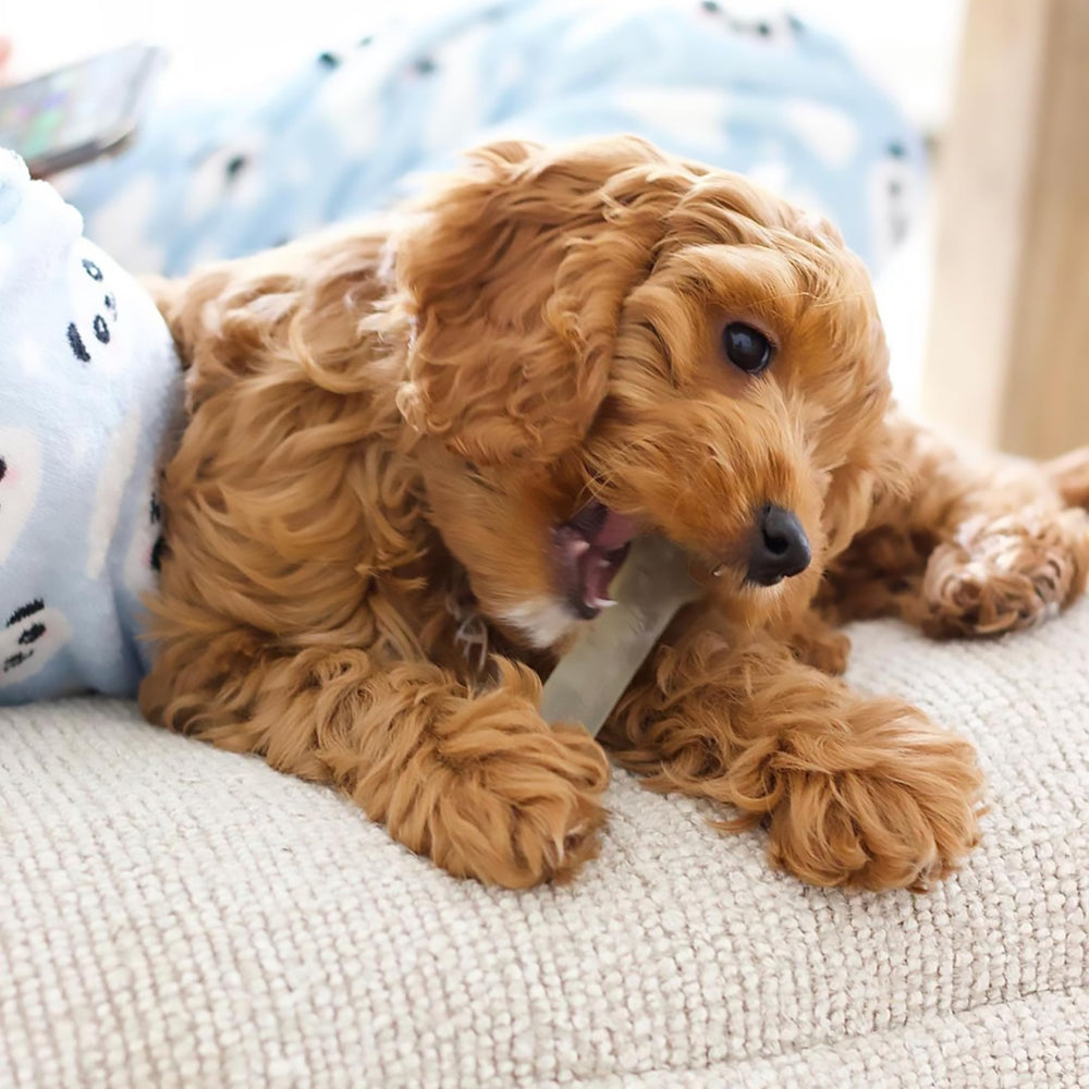 Nylabone Original Bone Flexi Toy peanut butter flavor encourages long-lasting chewing sessions.