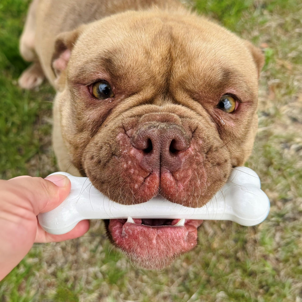 Nylabone Original Bone Power Chew Toy dental-benefit during chew sessions.