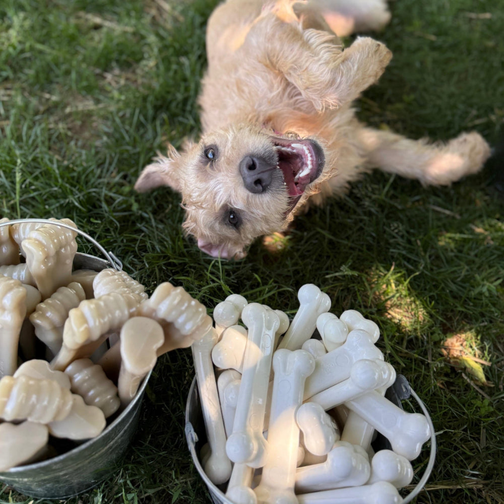 Nylabone Original Bone Power Chew Toy proudly made in the USA in New Jersey.