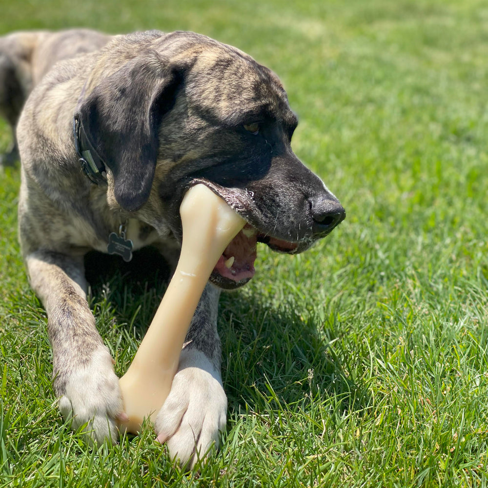 Nylabone para perros agresivos, juguete extremadamente resistente.