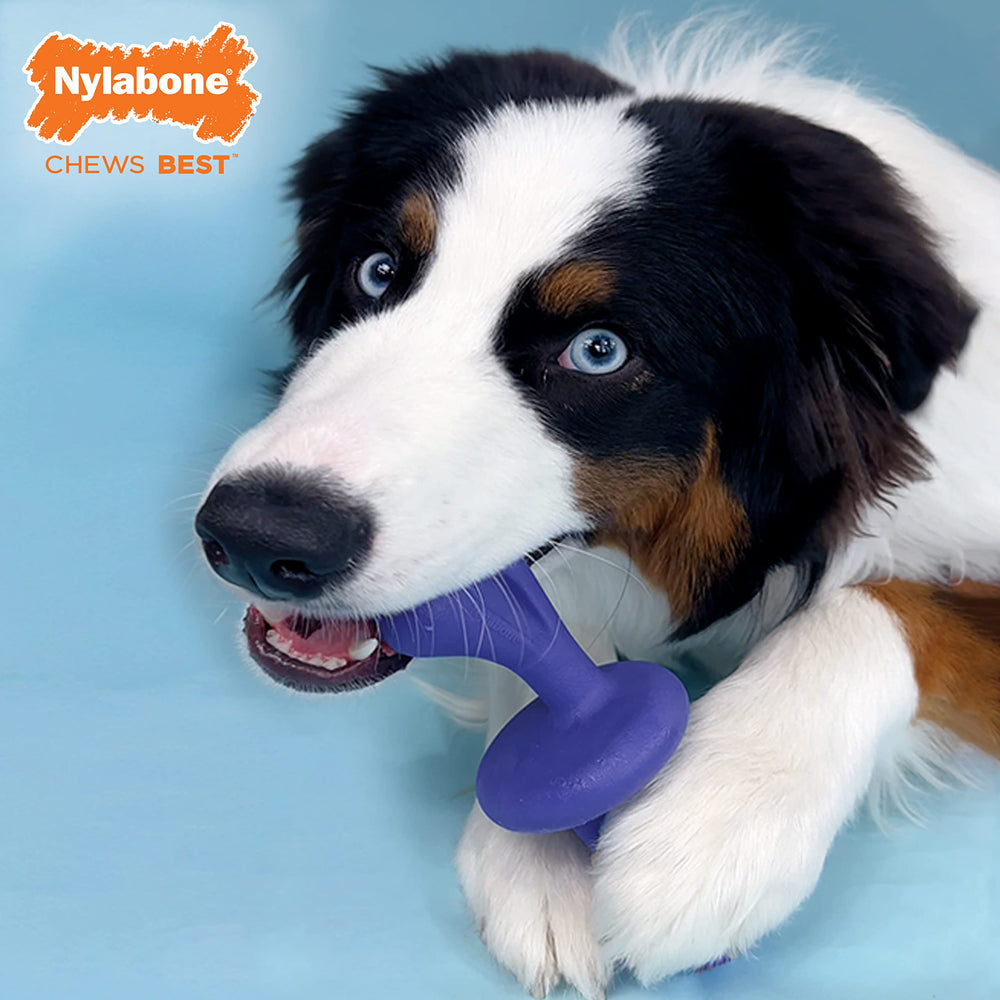 Nylabone Power Chase N Chew Toy easy-grip ends enable comfy chewing.