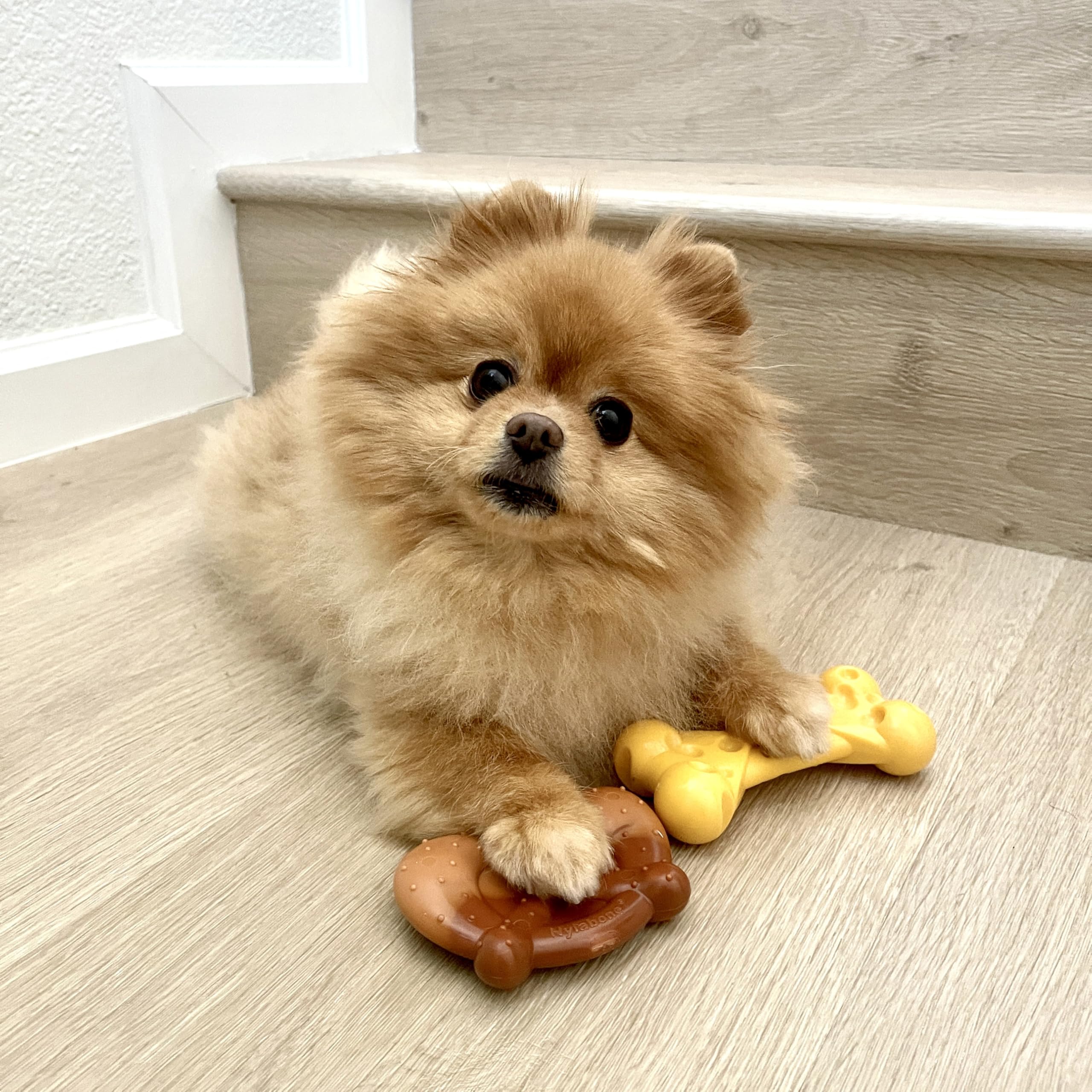 Nylabone Power Chew Bundle pretzel toy with easy hold design helps small dogs.