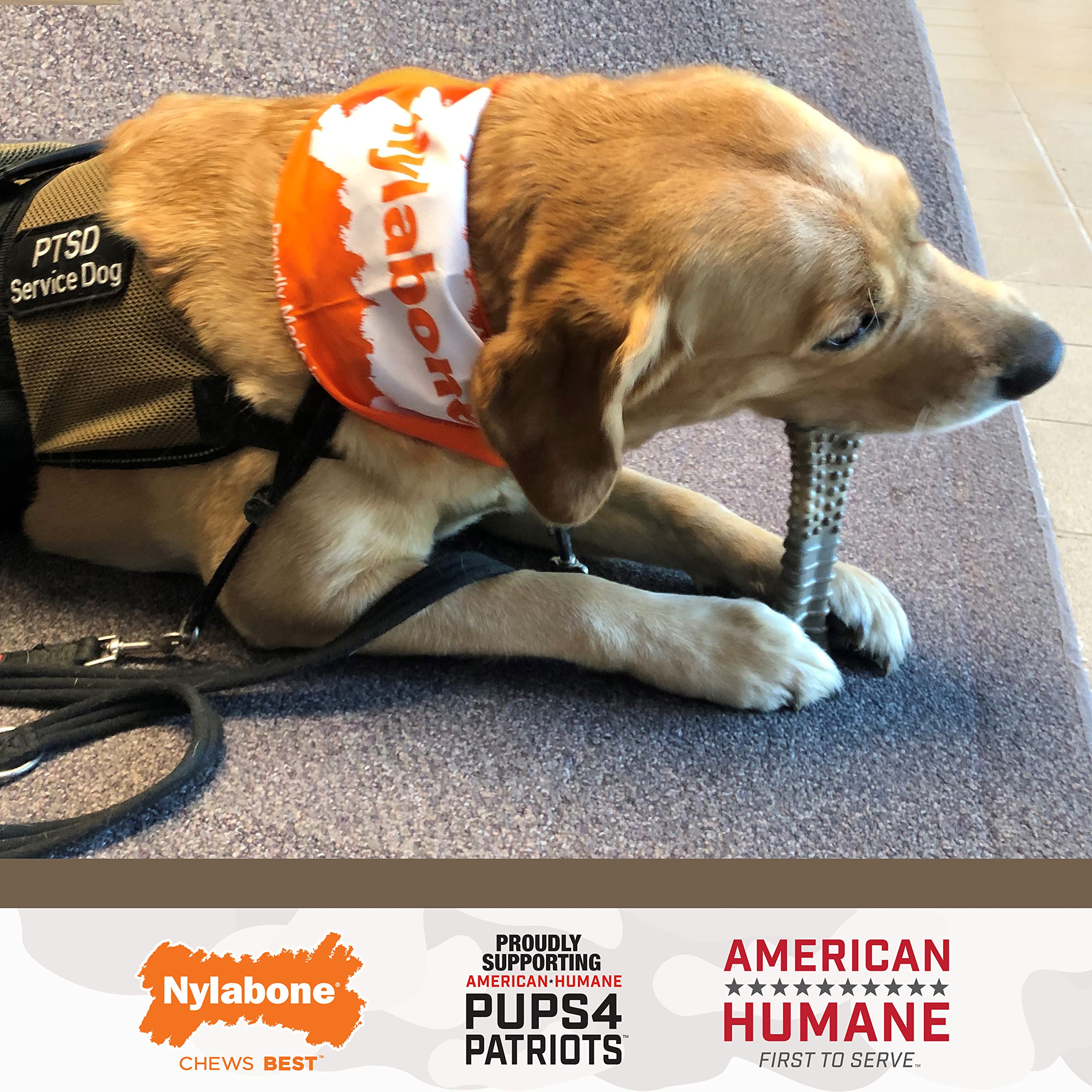 Nylabone Power Chew Camo dog toy USA-made quality and safety