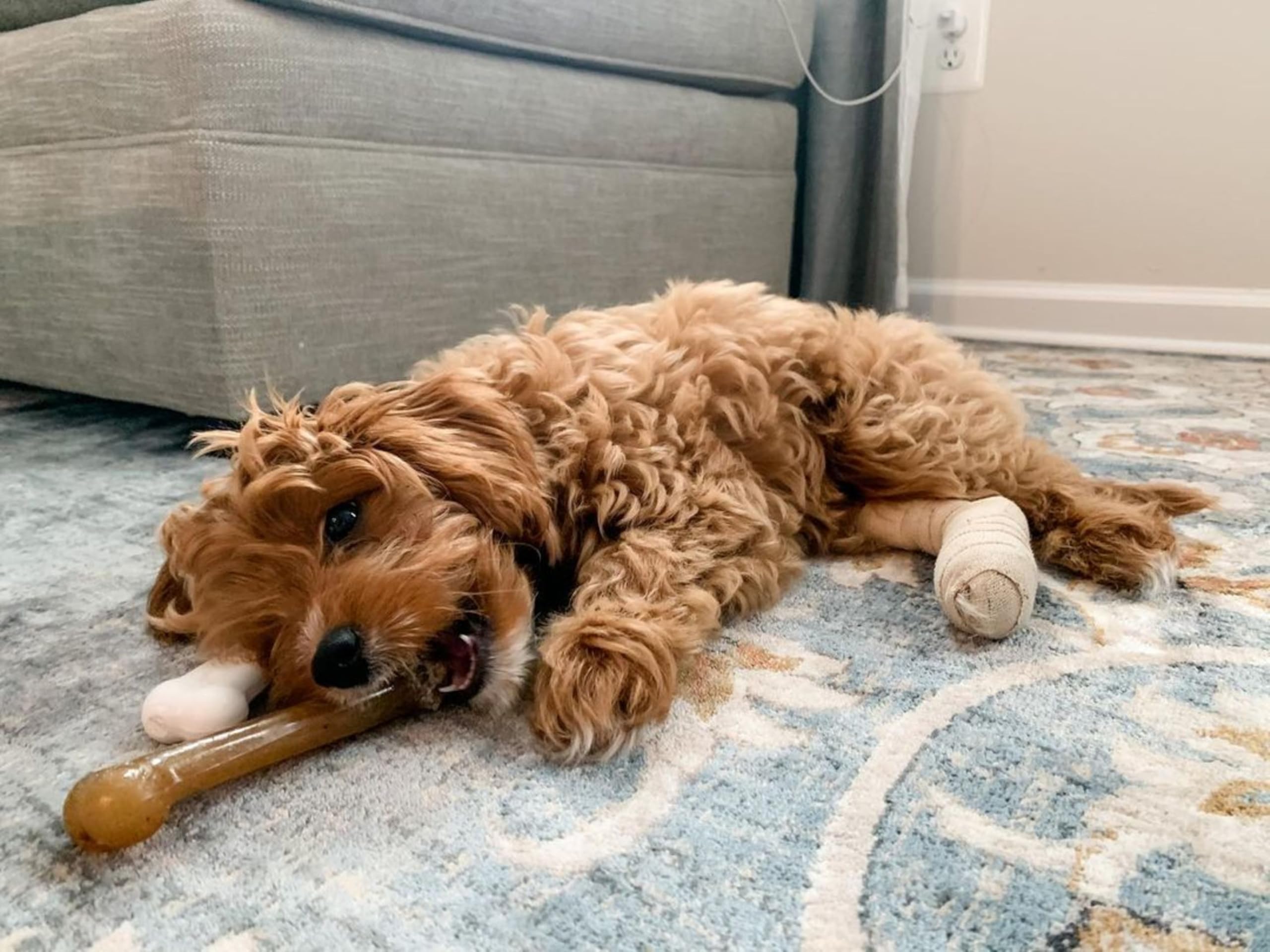 Nylabone Power Chew Classic Bone in action demonstrates durable chewing engagement