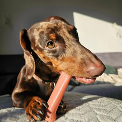 Nylabone Power Chew Classic bone toy texture detail highlights rugged surface