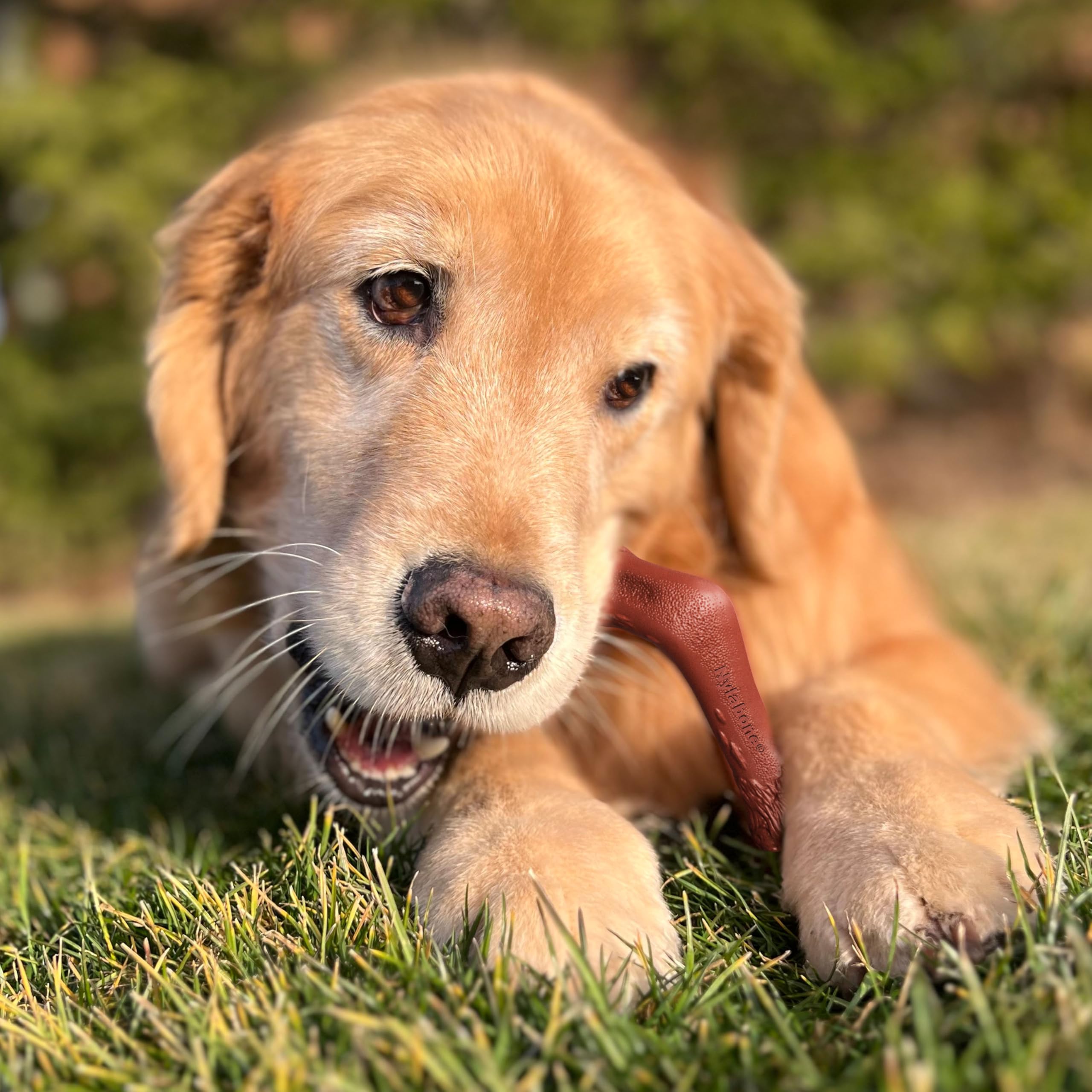 Nylabone Power Chew curved easy-hold shape promotes comfortable chewing for large dogs.