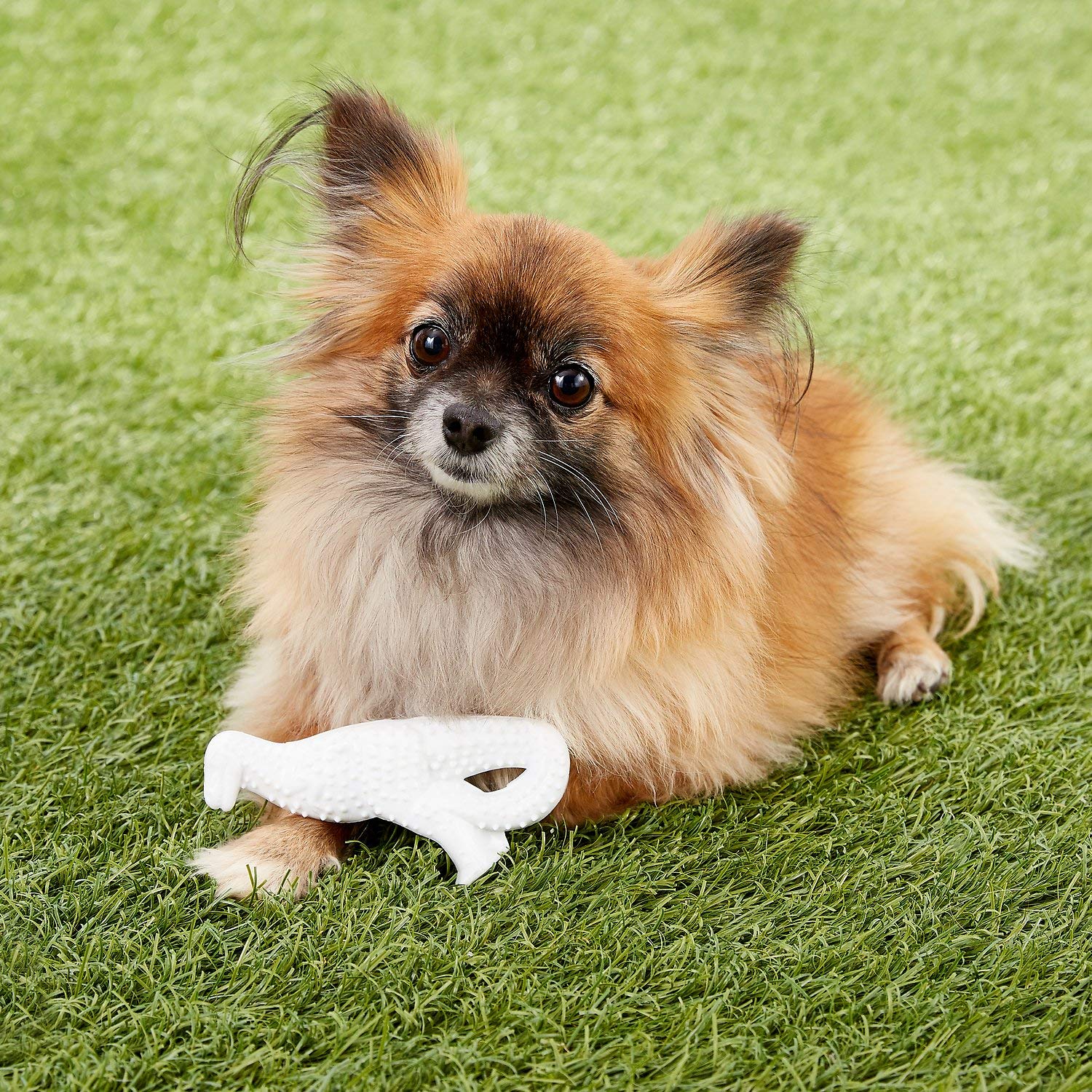 Nylabone Power Chew Dental Dino gum-massage action supports gentle gum stimulation