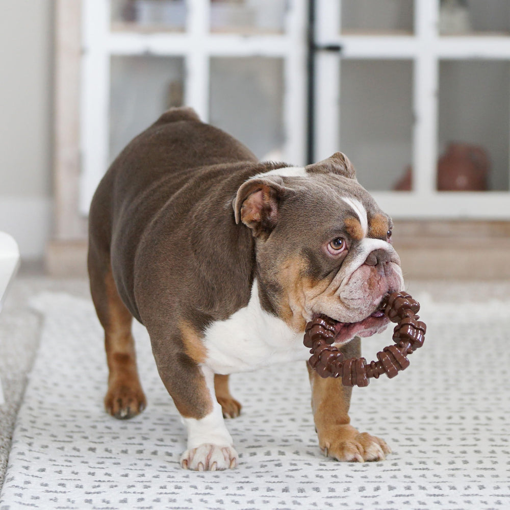 Dog chewing Power Chew action demonstrates durable material for vigorous nibbling.