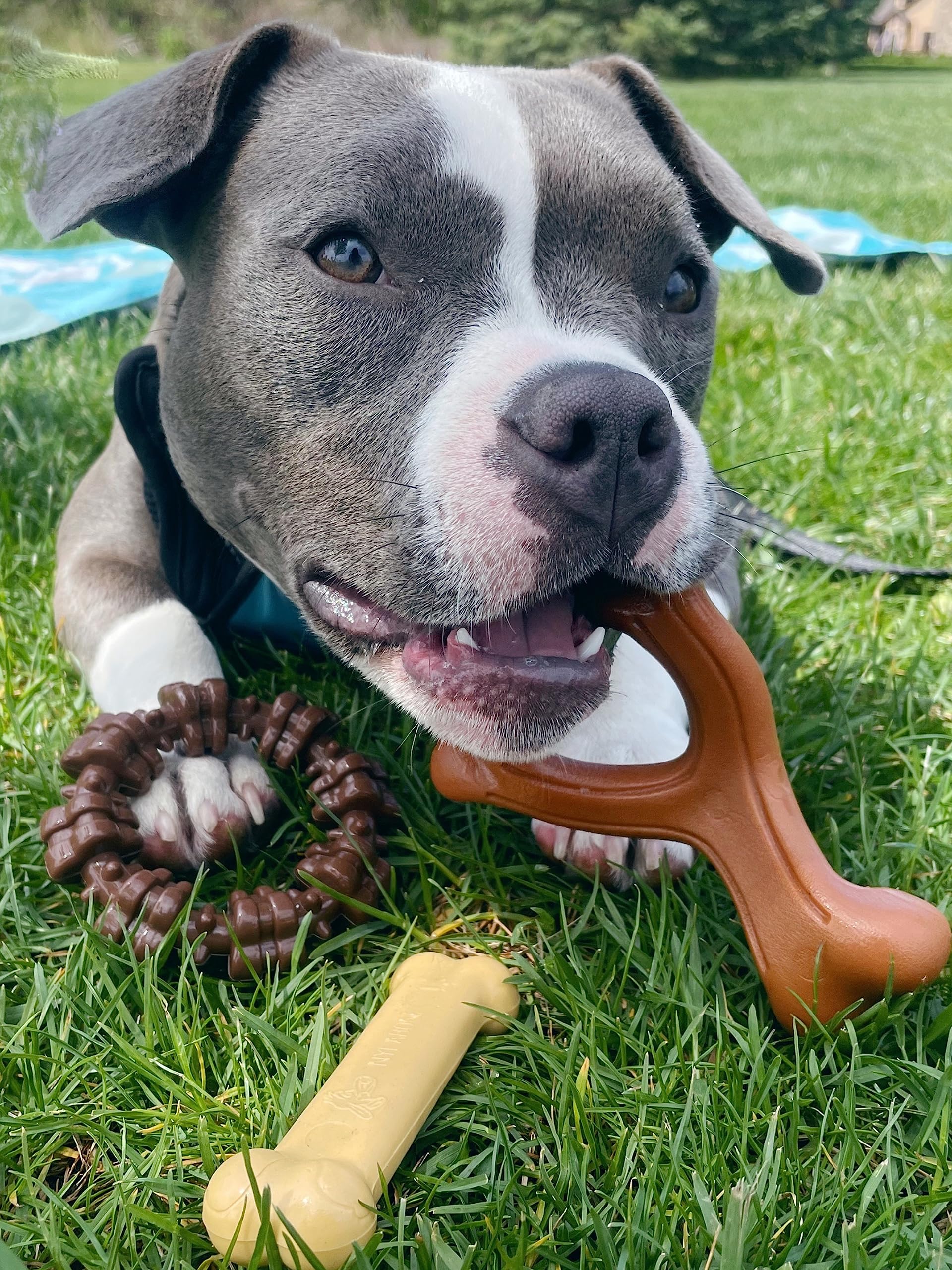 Nylabone Power Chew durable nylon construction demonstrates long-lasting chew durability.