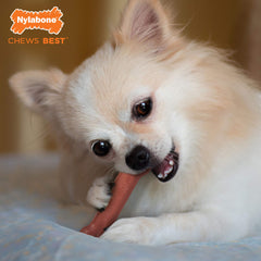 Nylabone Power Chew nylon tough material close-up—built for extreme chewers and durability.