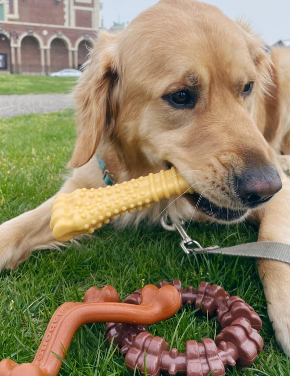 Power Chew wishbone shows ergonomic hold-and-chew design for large dogs.