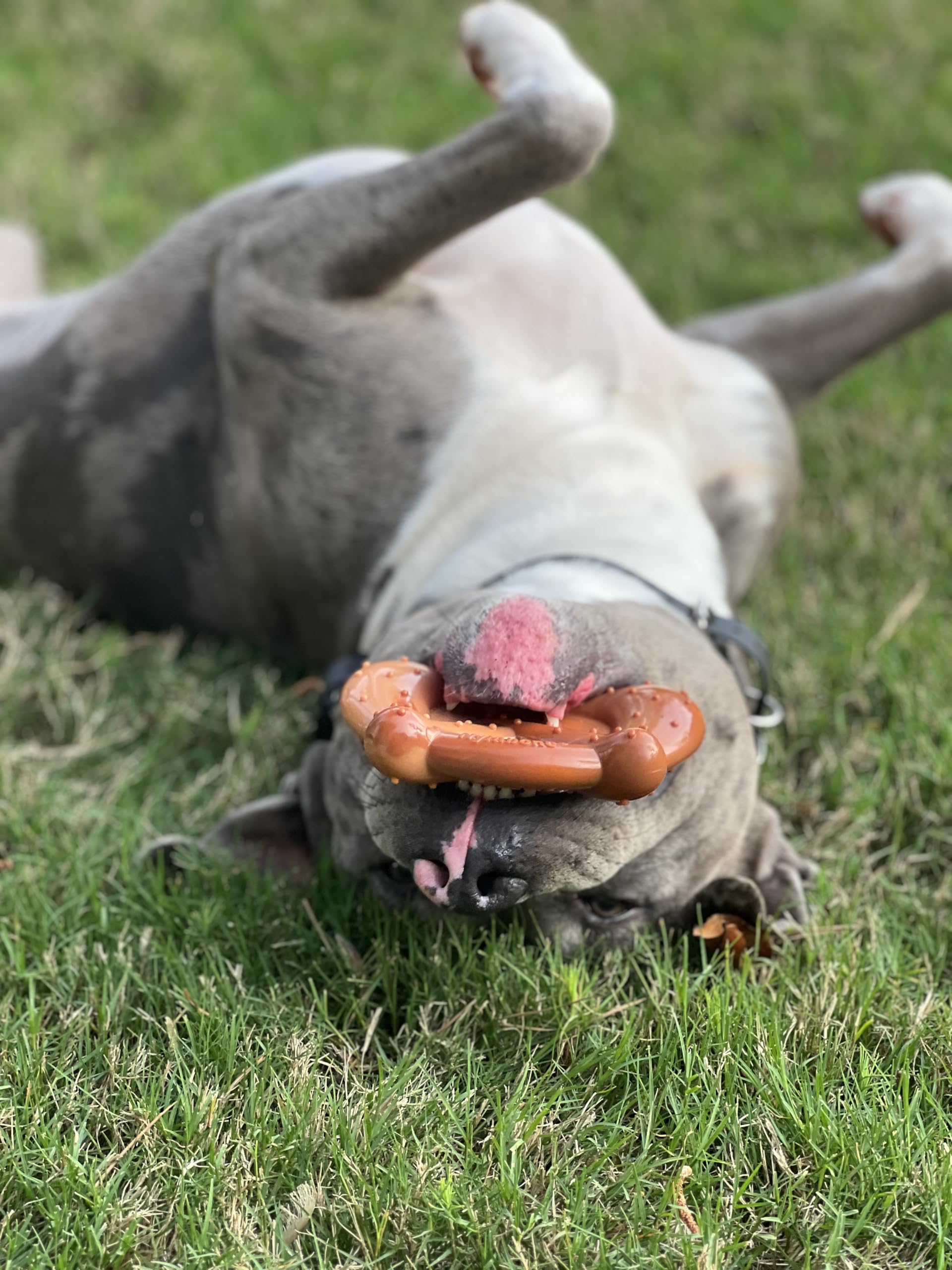 Nylabone Pretzel Power Chew Toy large-dog-over-50lbs suited for heavy chewers