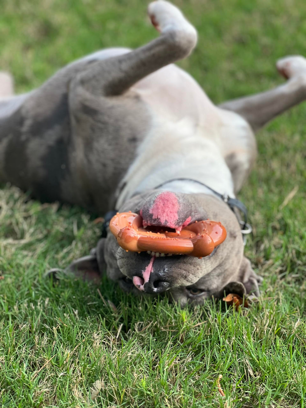 Nylabone Pretzel Power Chew Toy large-dog-over-50lbs suited for heavy chewers