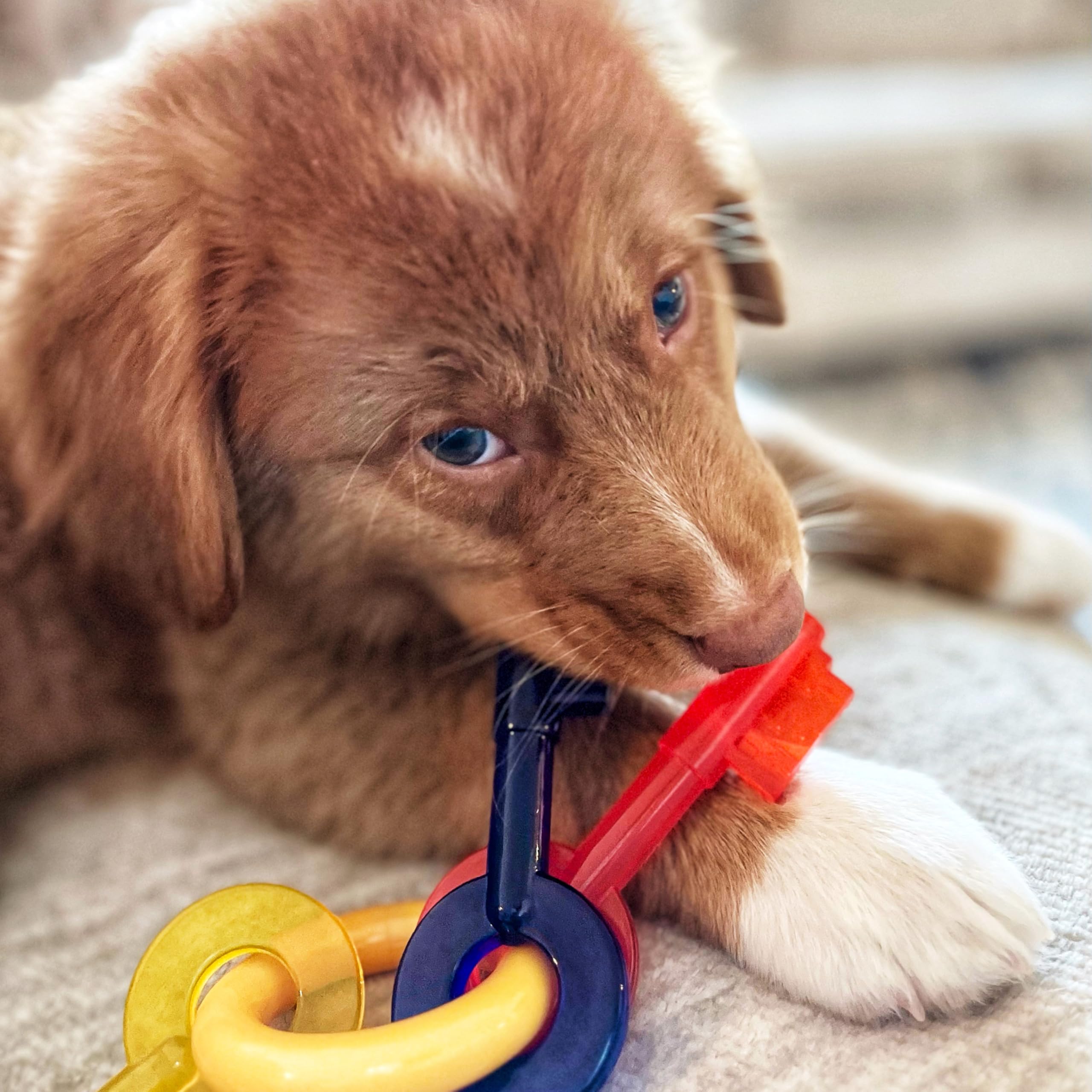 Nylabone Puppy Chew Key Ring Toy soft material comforts sore gums during teething