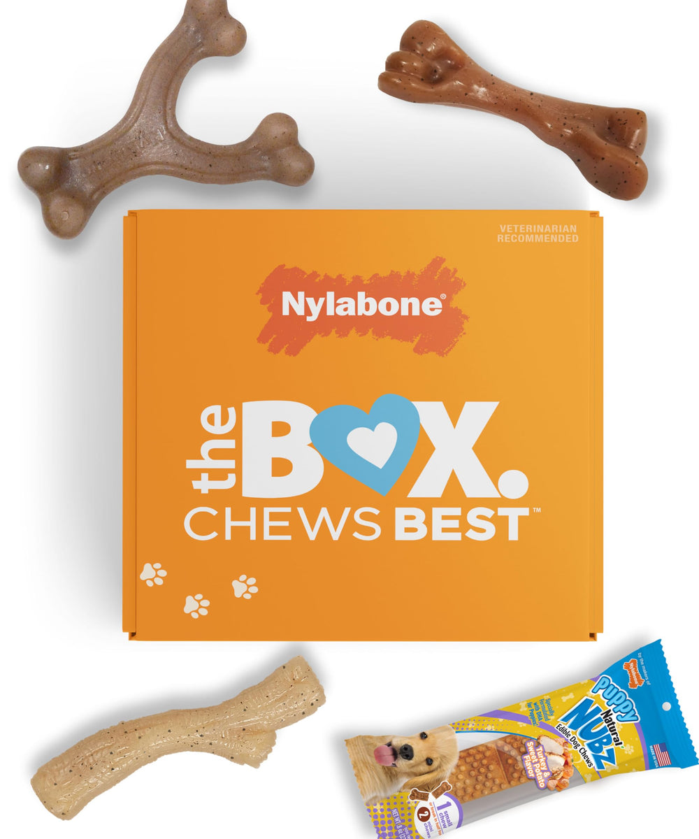 Nylabone Puppy Gift Box featuring three chew toys for healthy teething