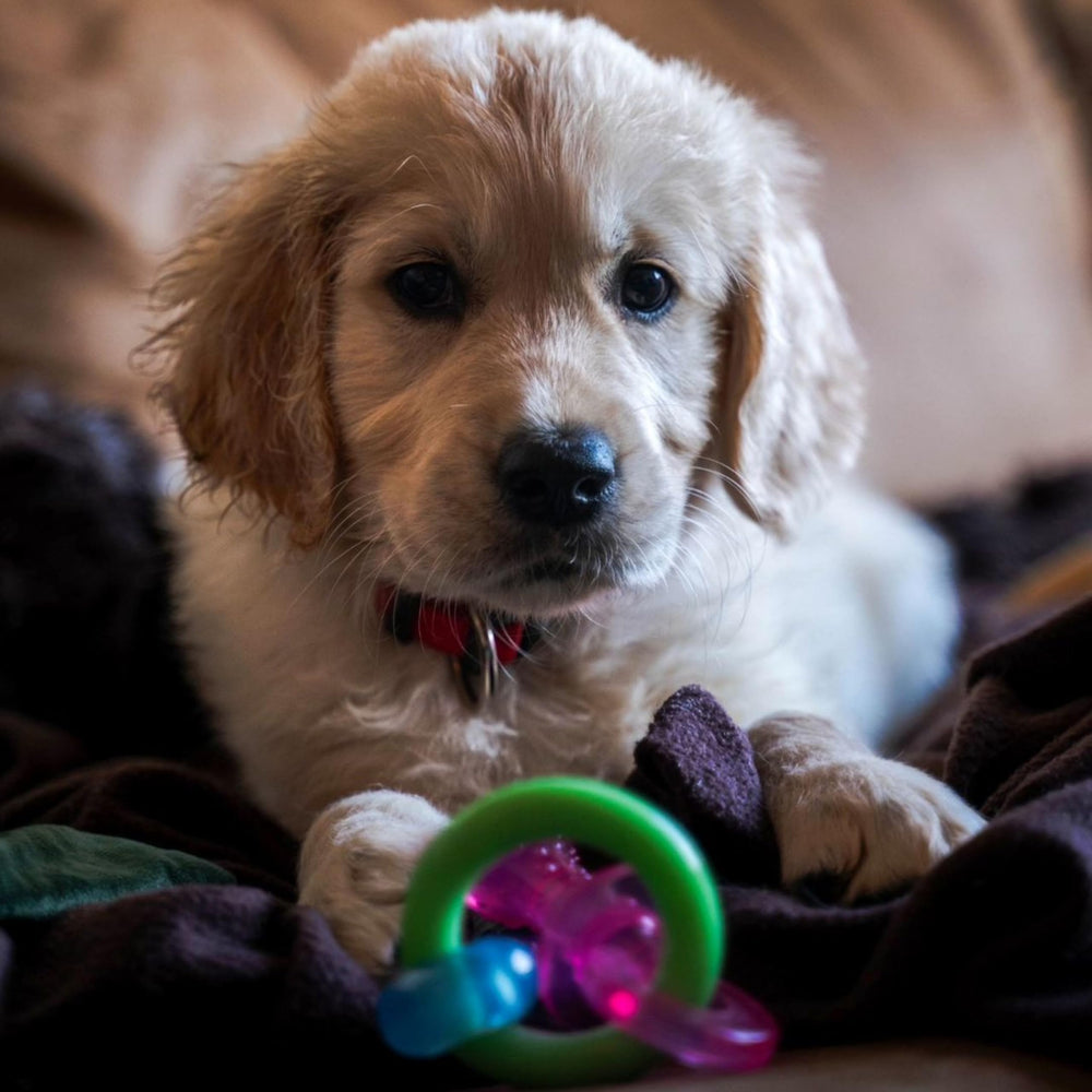 Nylabone Puppy Pacifier Chew Toy dog chewing action showcase