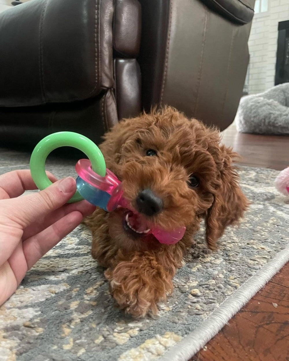 Nylabone Puppy Pacifier Chew Toy two textured pacifiers detail