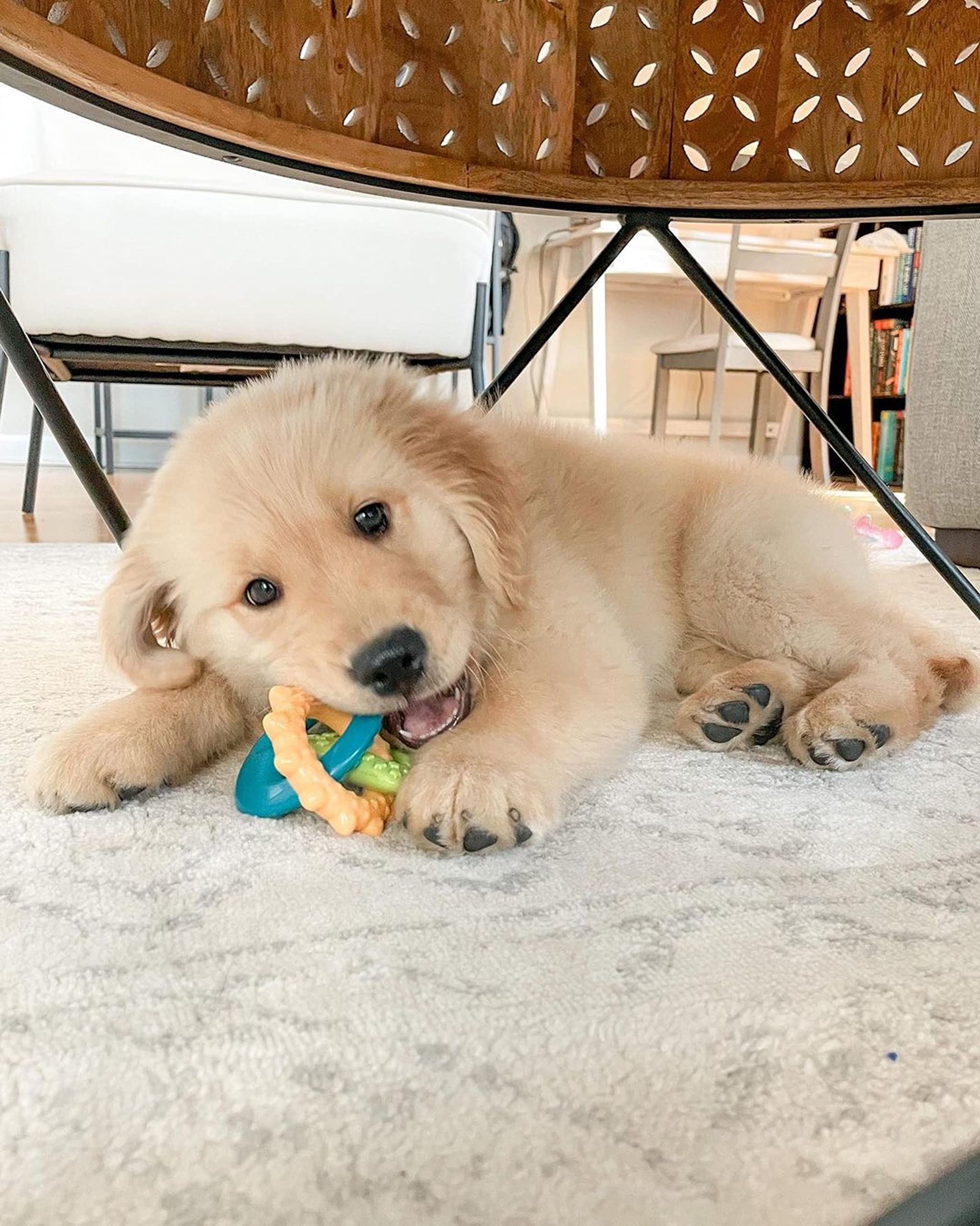 Nylabone Puppy Power Chew small-dog size ideal for dogs up to 25 pounds