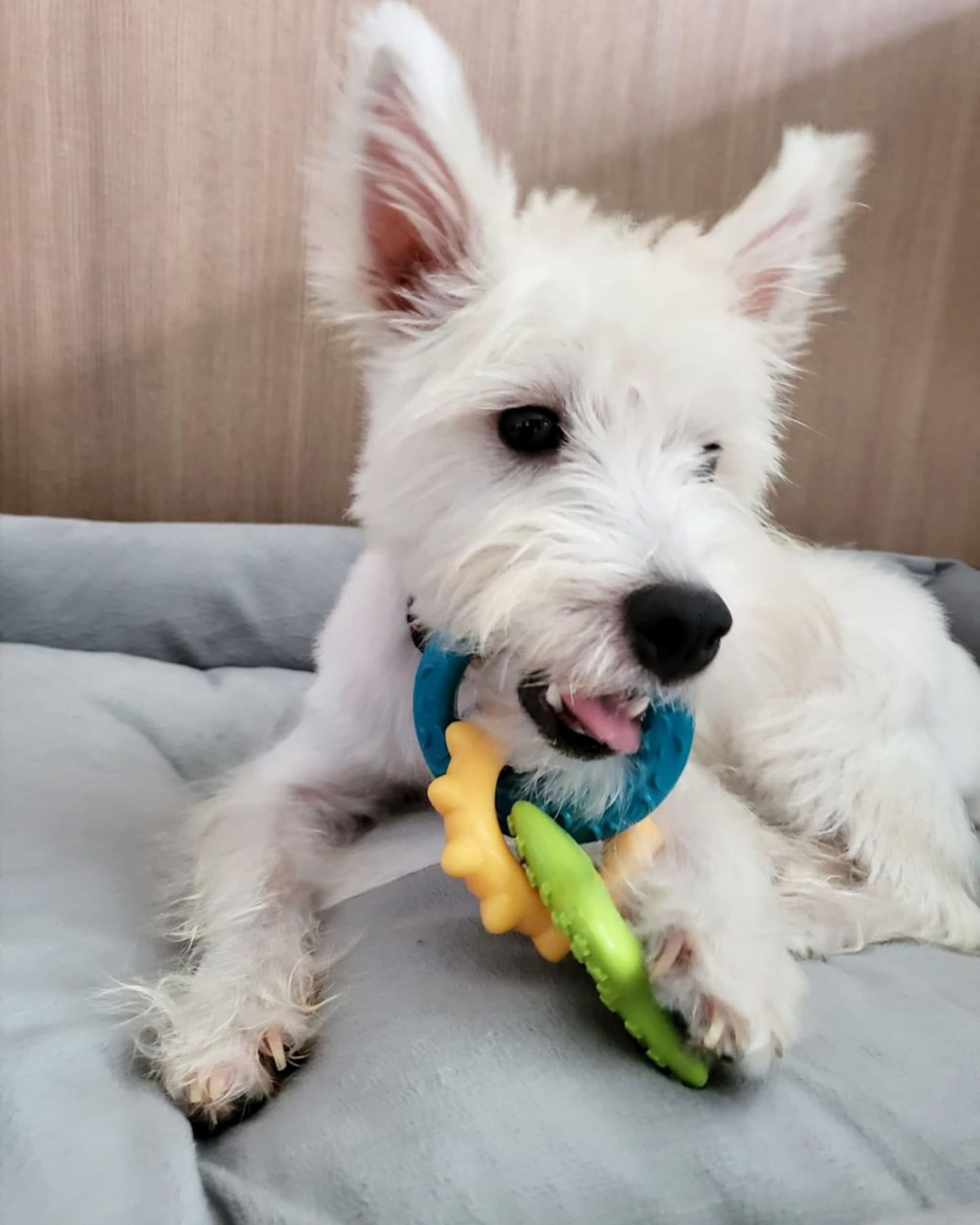 Nylabone Puppy Power Chew textured shapes engaging puppy chew sessions