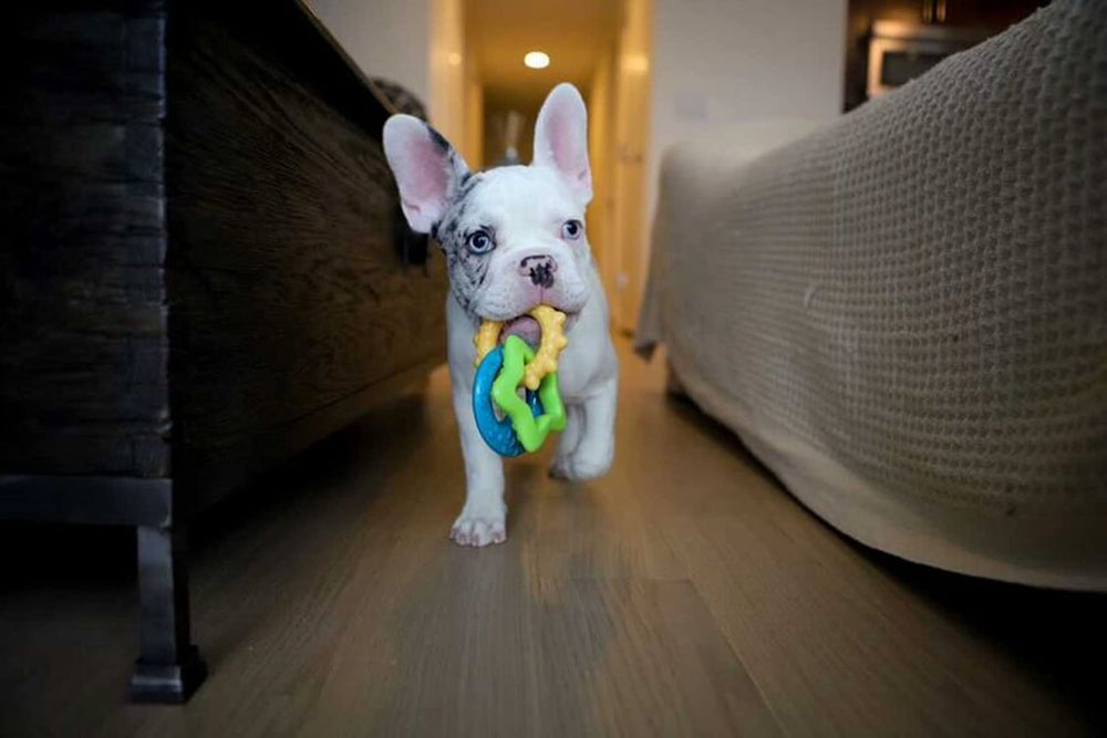 Nylabone Puppy Power Chew in-action usage shows enrichment during play
