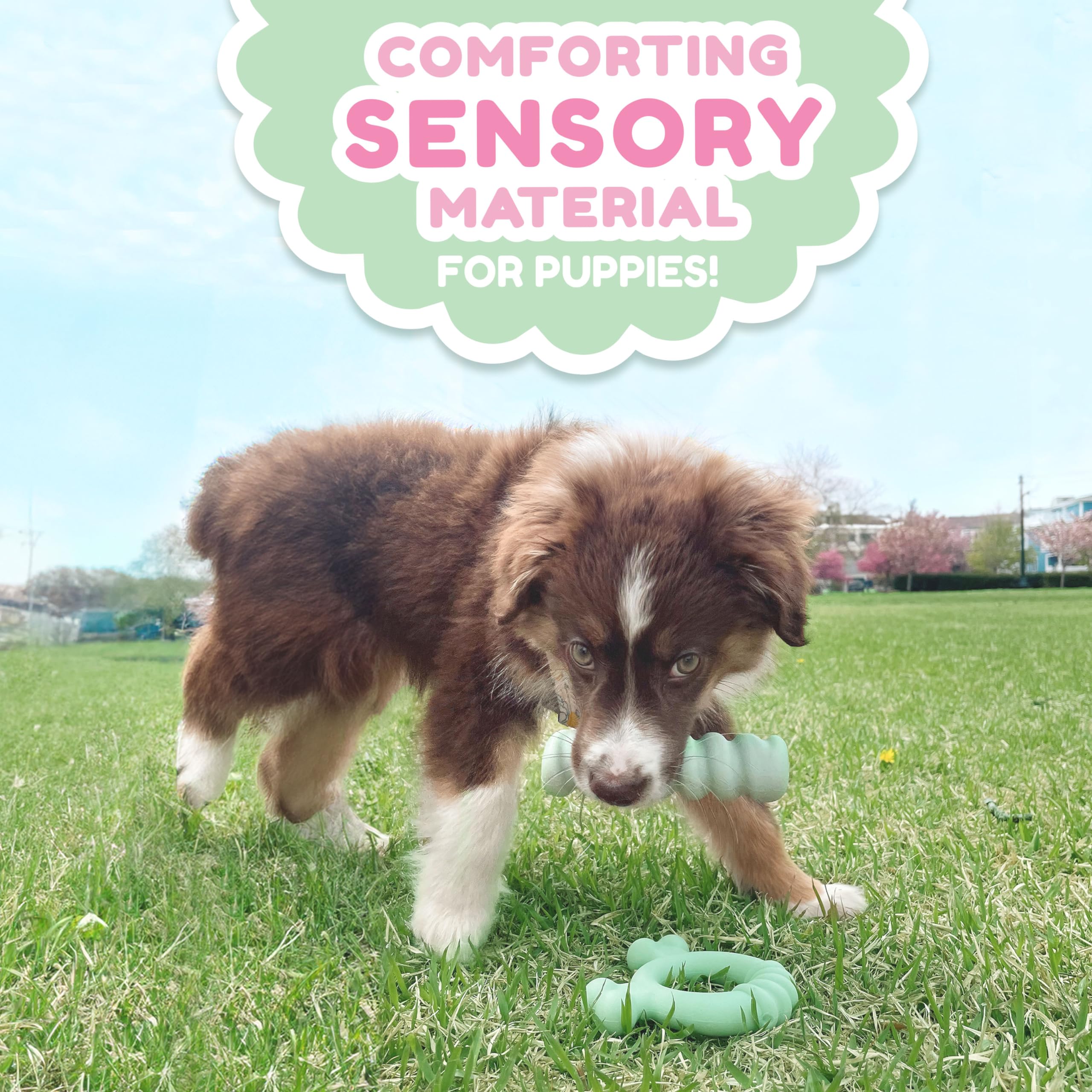 Nylabone Sensory Ring with chicken flavor entices puppies to chew.