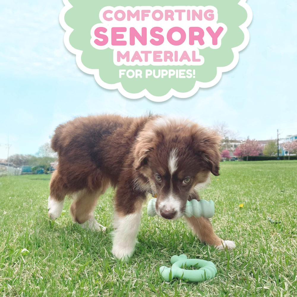 Nylabone Sensory Ring with chicken flavor entices puppies to chew.