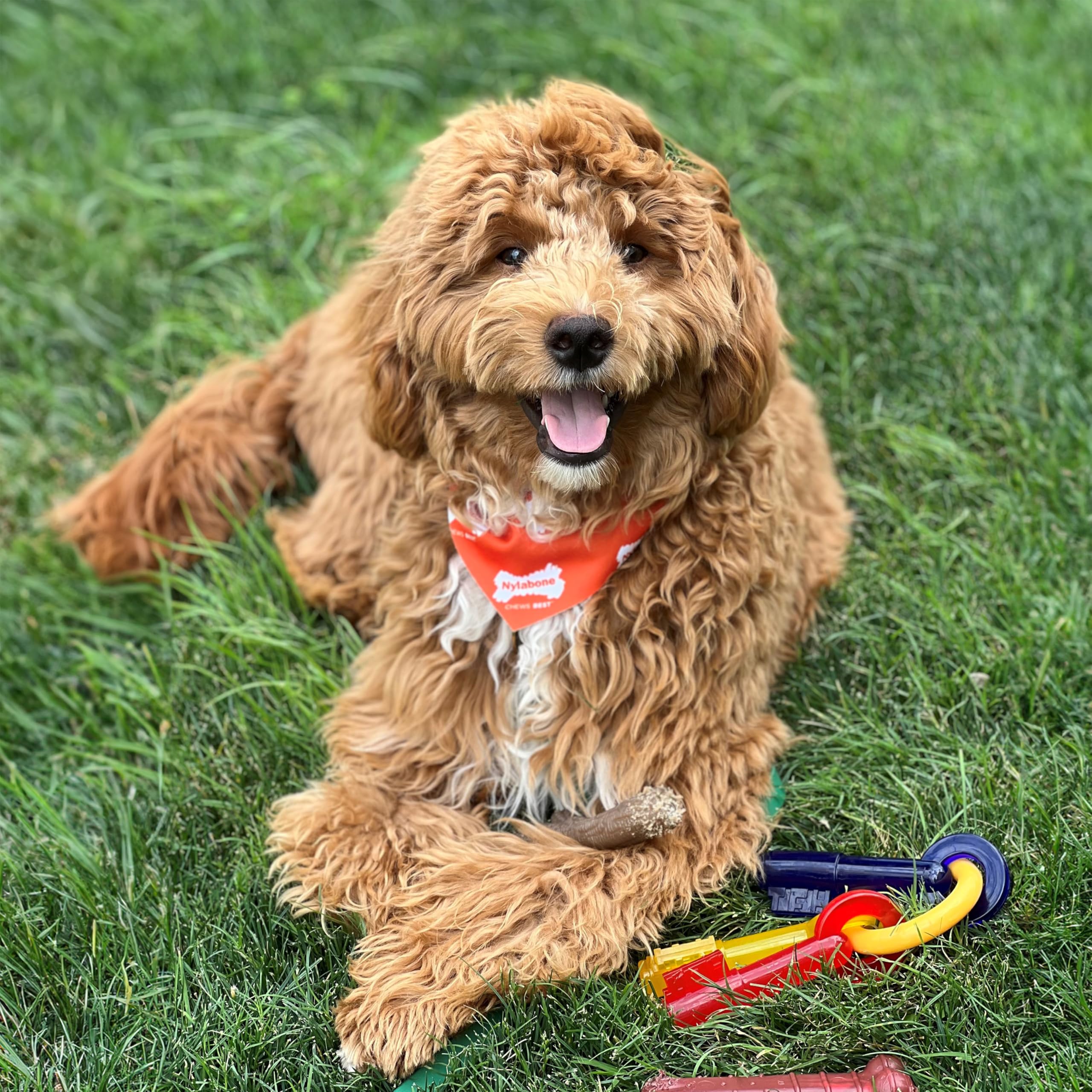 Nylabone puppy teething keys close-up reveals bristles aiding plaque control during chewing