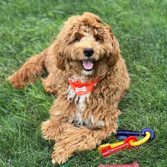 Nylabone puppy teething keys close-up reveals bristles aiding plaque control during chewing
