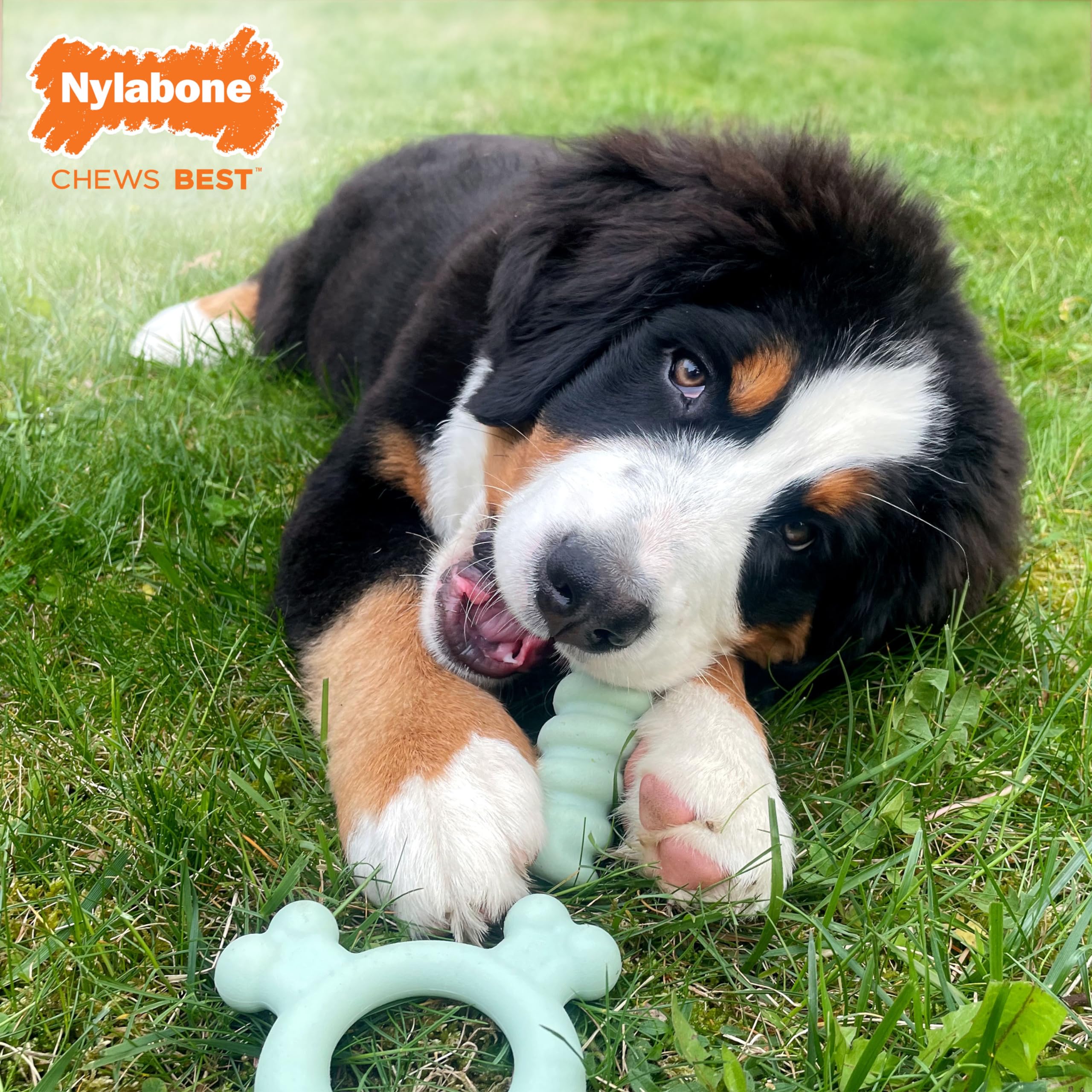 Nylabone Sensory Ring with bone-ends reaching back teeth during chewing.