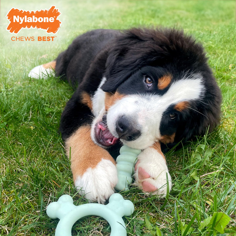Nylabone Sensory Ring with bone-ends reaching back teeth during chewing.