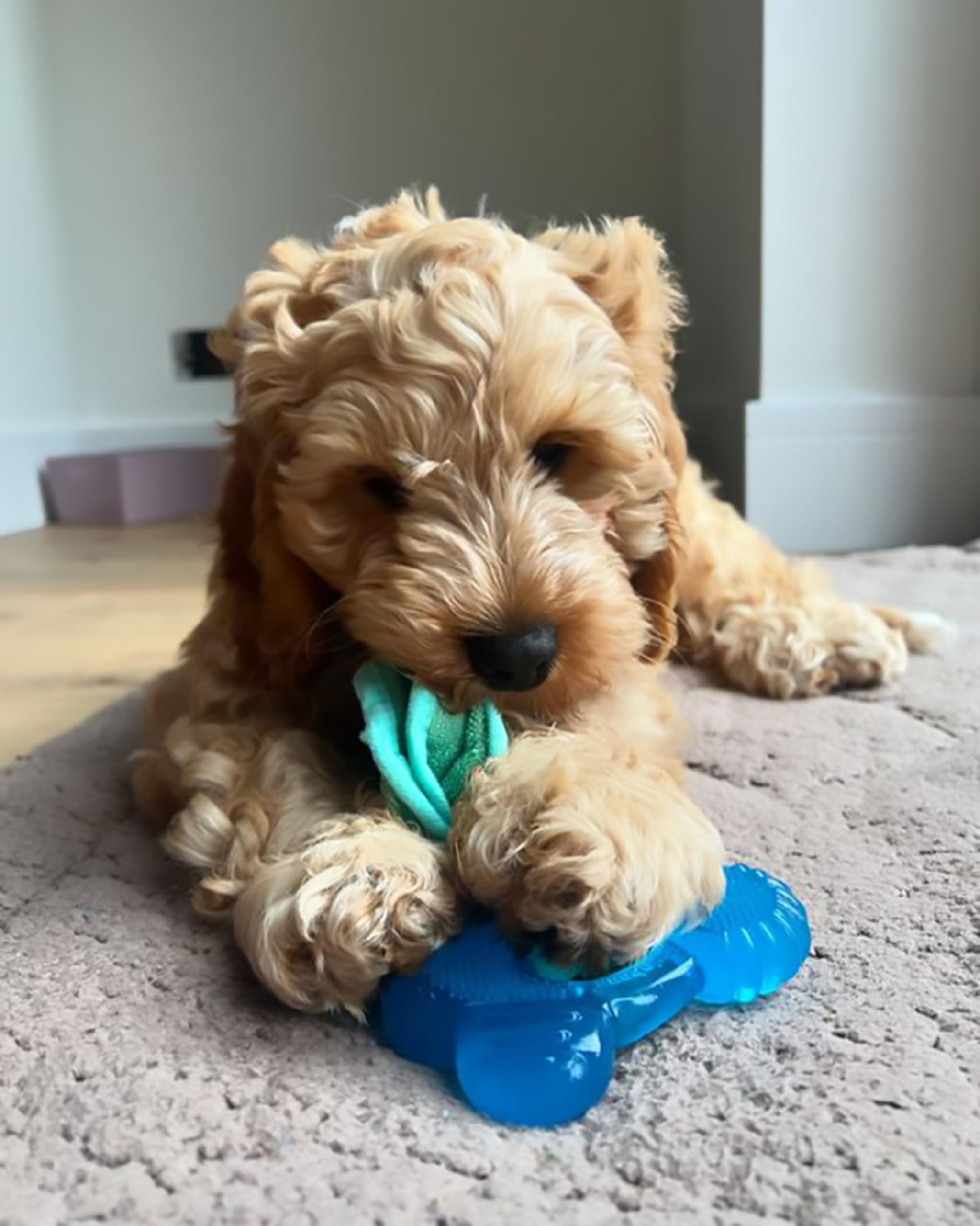 Nylabone soak and freeze feature demonstrates cool relief