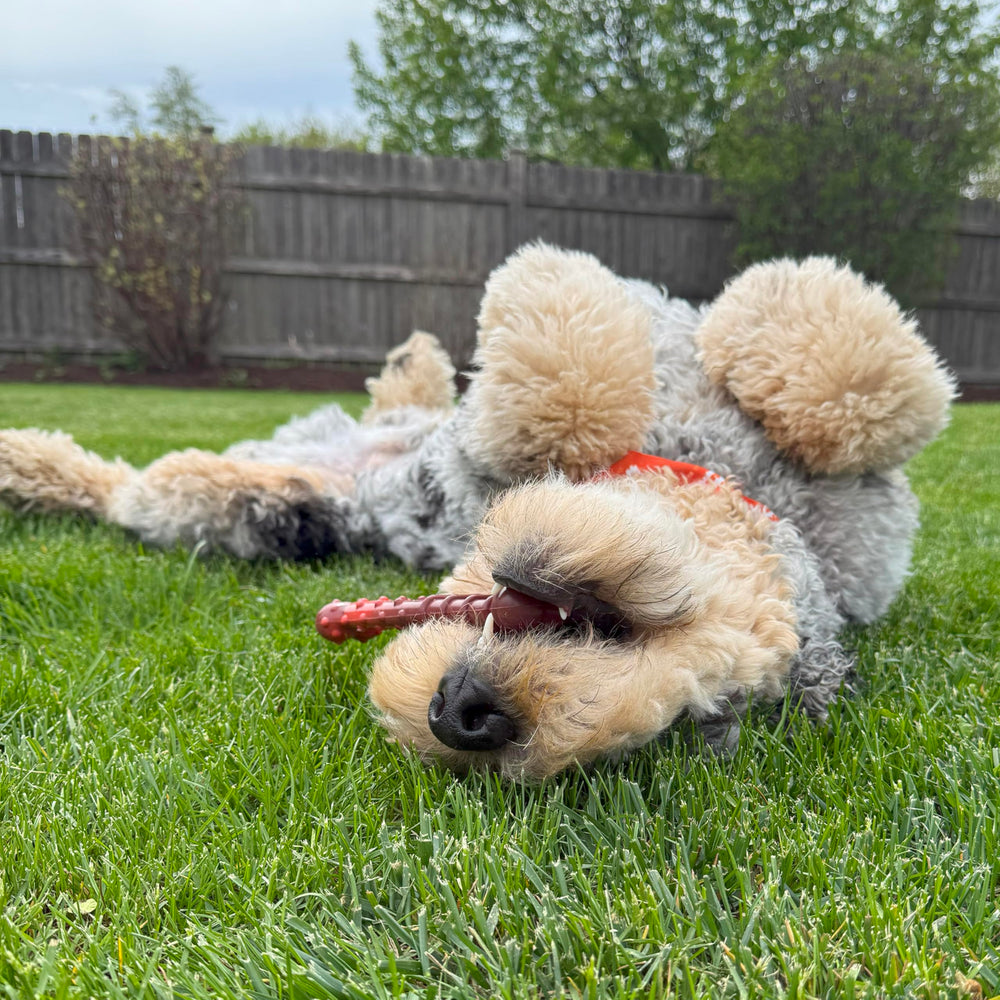 Nylabone Textured Bone Power Chew Toy with beef jerky flavor for long-lasting chewing.