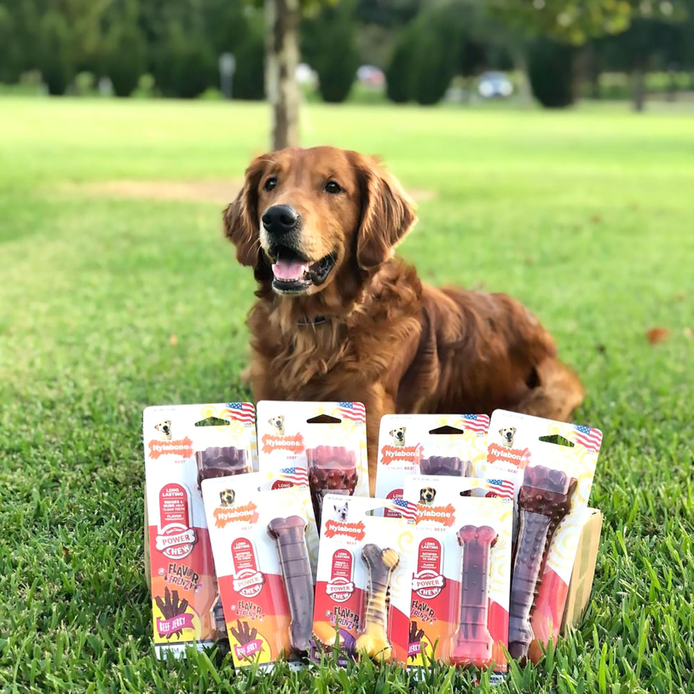 Nylabone Textured Bone Power Chew Toy emphasizes teeth-cleaning textures during play.