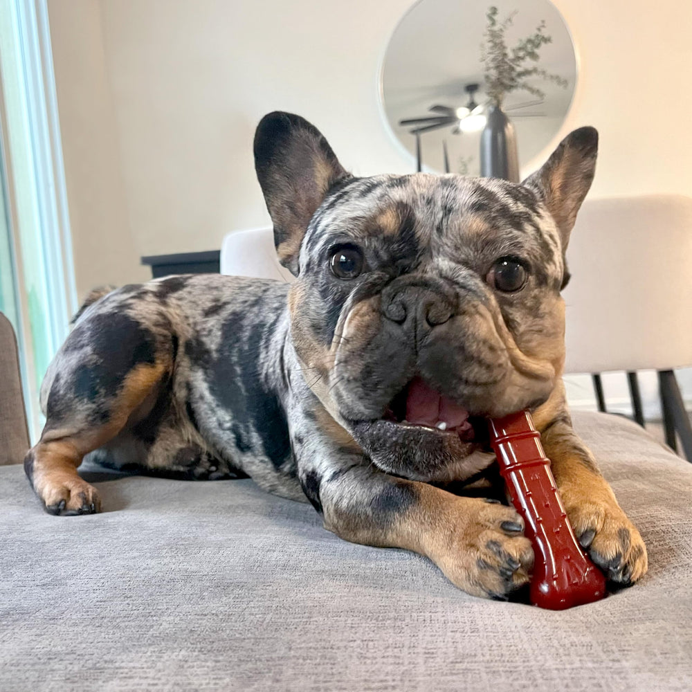 Nylabone Textured Bone Power Chew two flavor layer entices chewing journey