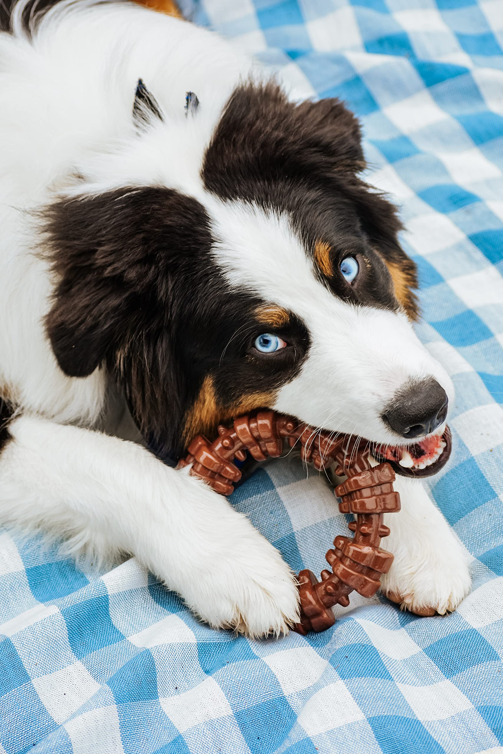 Nylabone textured ring power chew toy, close-up texture showing dental-cleaning ridges during chew.