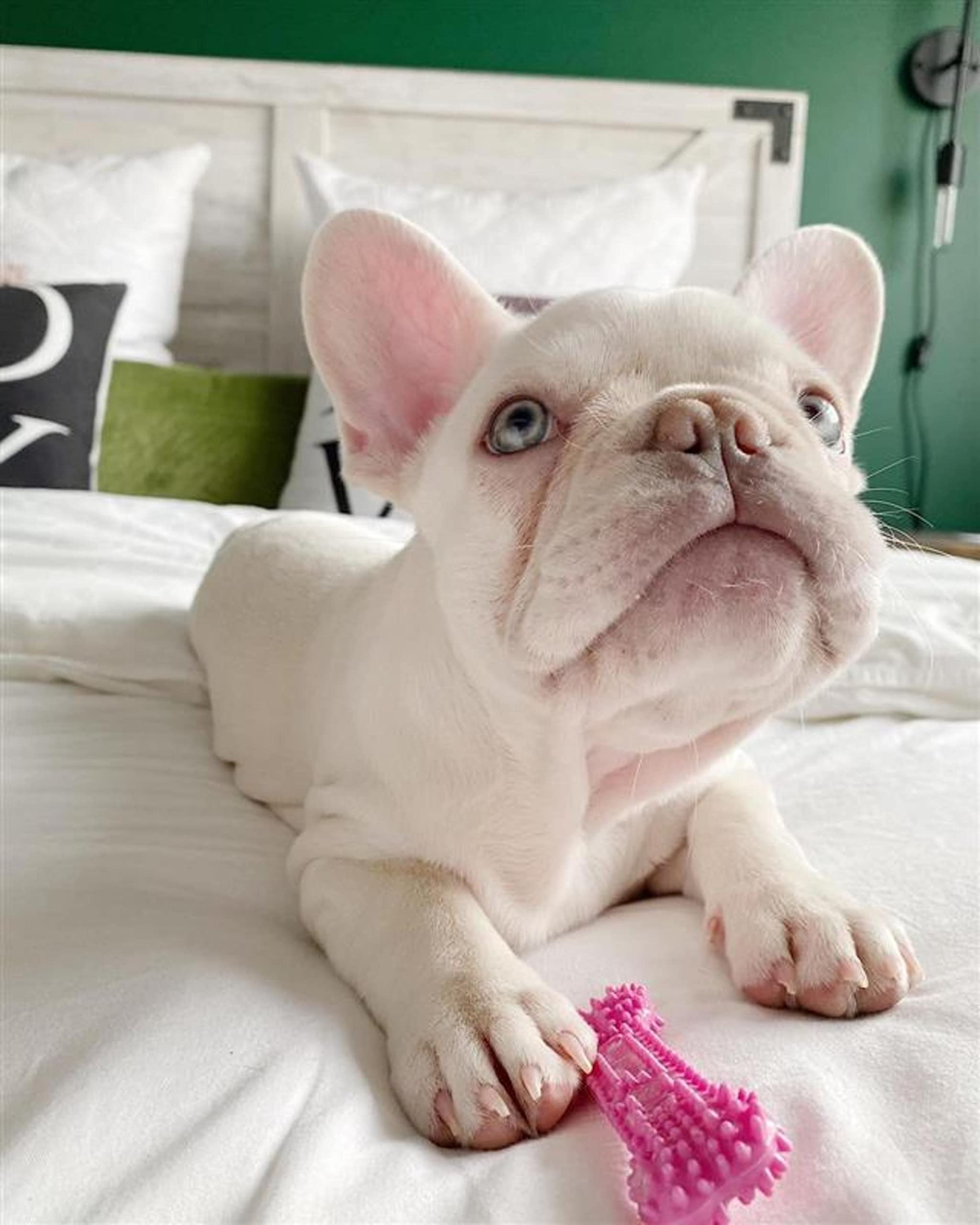 Nylabone teething bone closeup shows textured surface for soothing puppy gums.